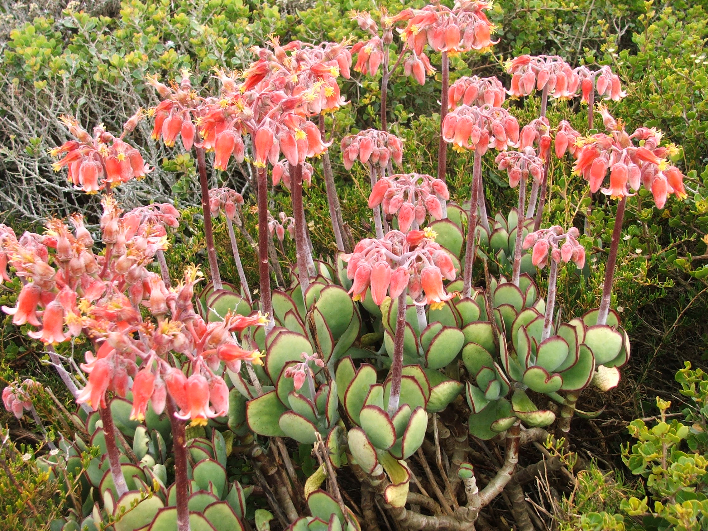 Orecchie di porco: cura del Cotyledon