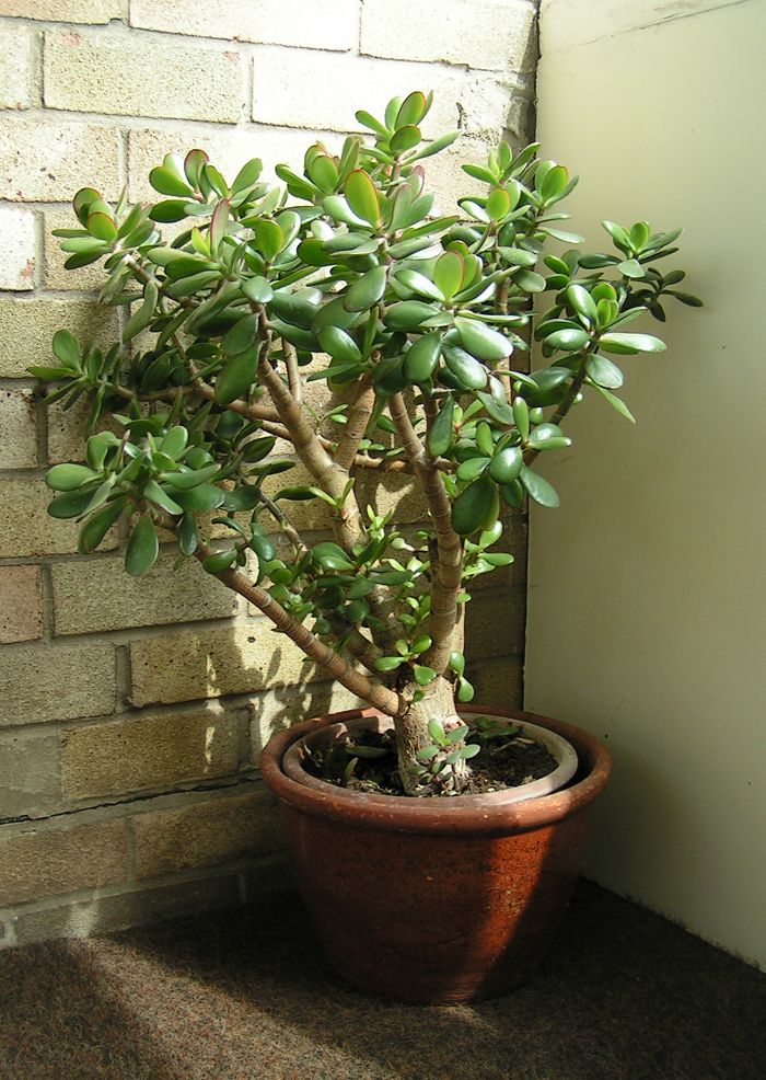 Geldbaum: Pflege der Crassula Ovata für lange Zeit