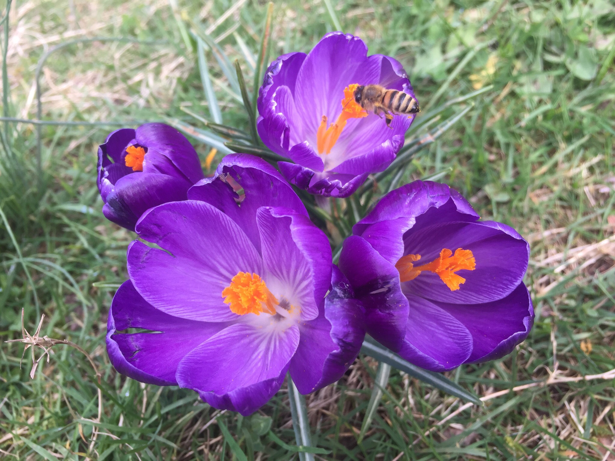 Crocus printanier : planter les bulbes pour floraisons précoces