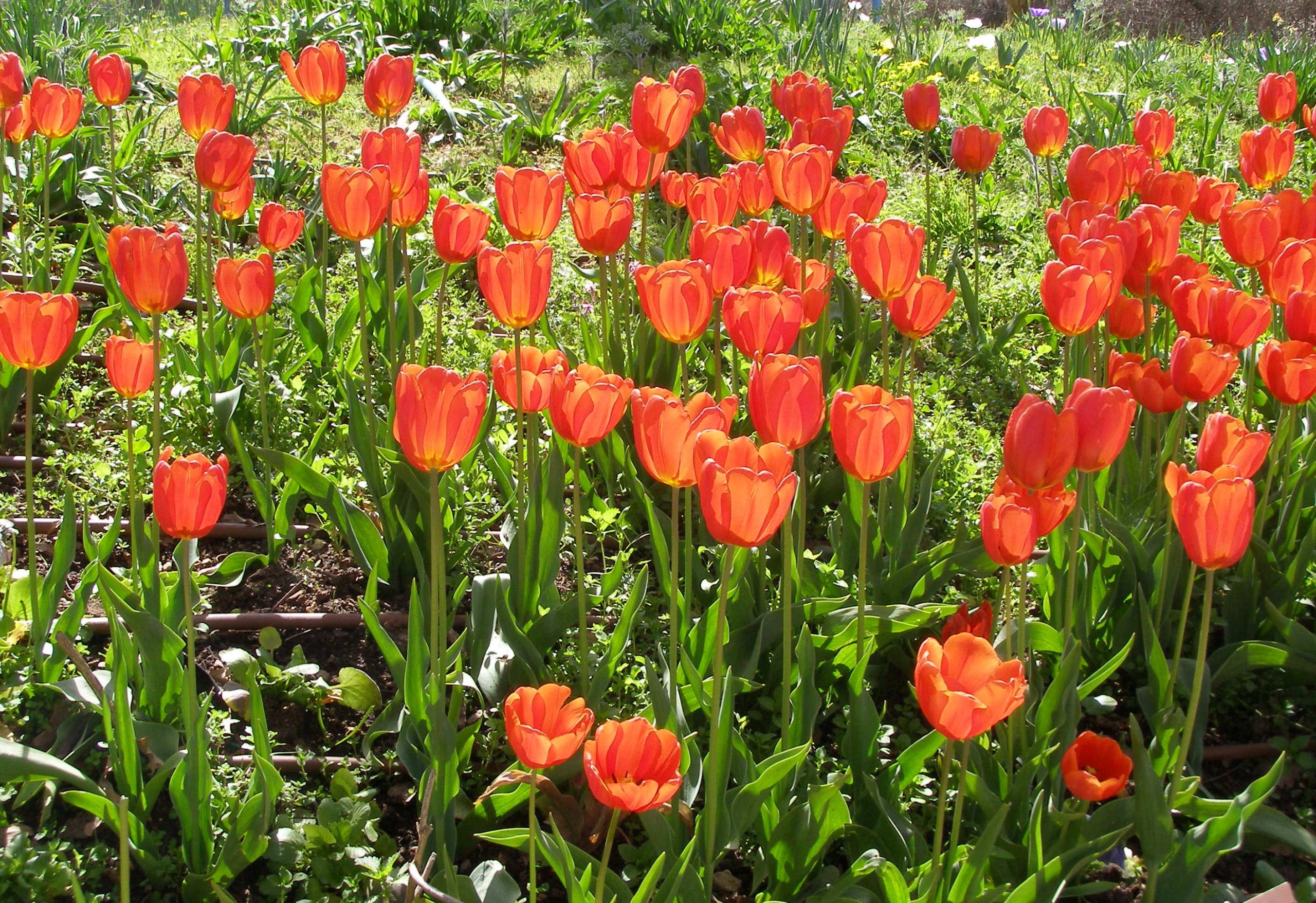 Tulipe des jardins : planter les bulbes en automne pour le printemps