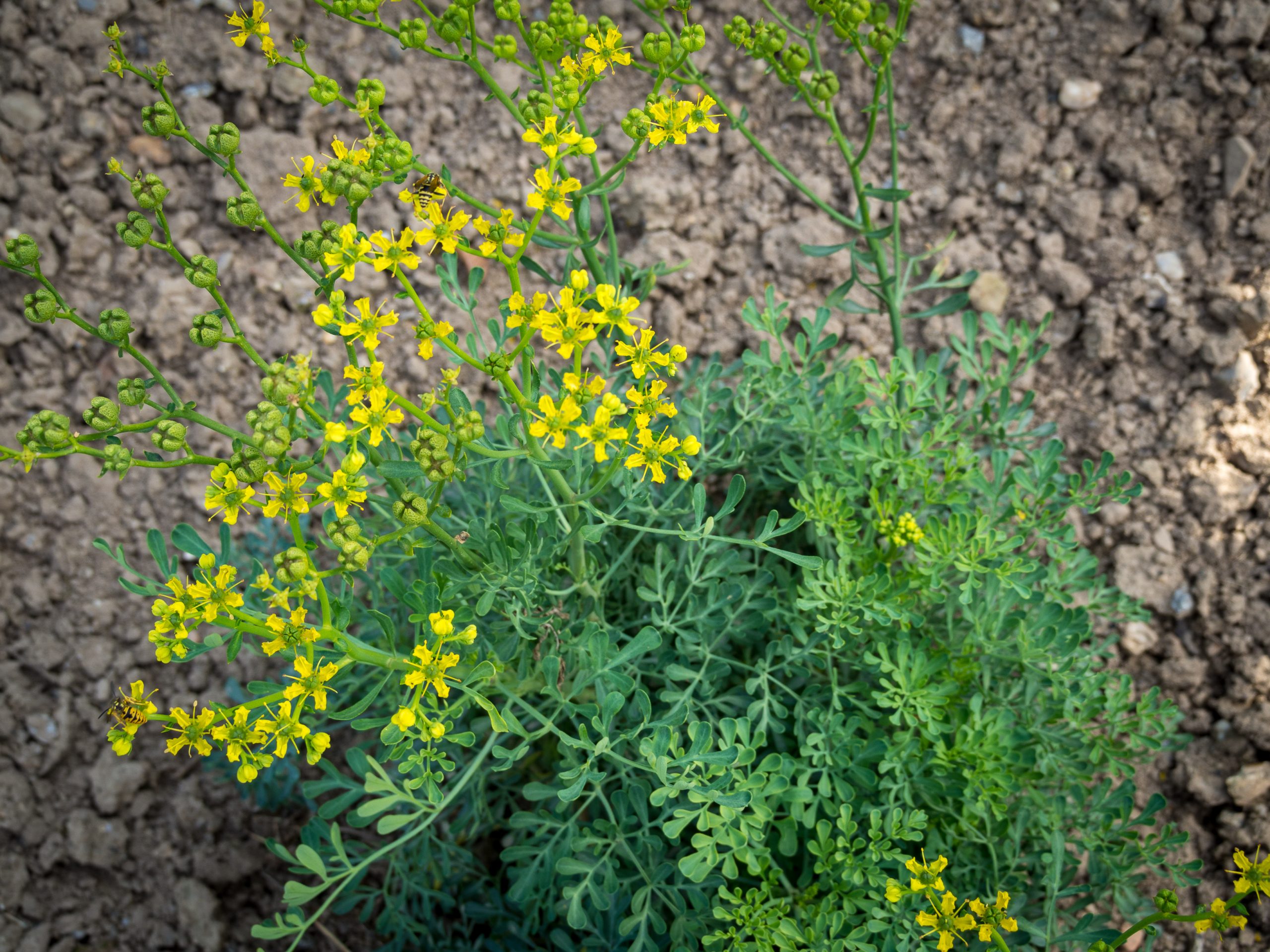 Rue: Caring for the Mediterranean Herb