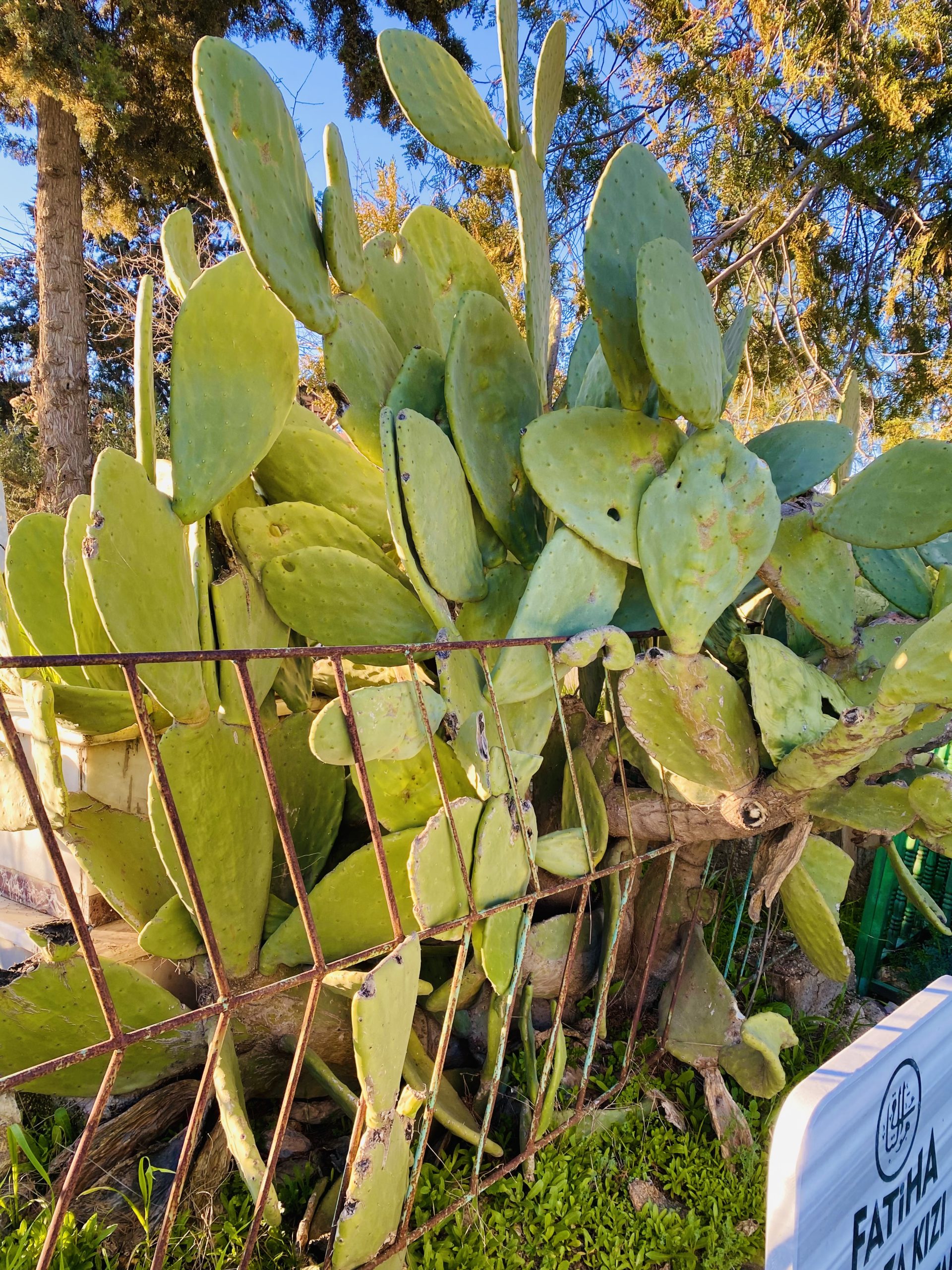 Chumbera o nopal: cómo cultivarla en jardín seco
