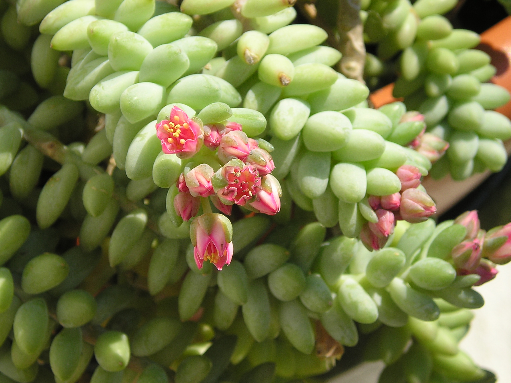 Cola de burro: cuidados del sedum colgante