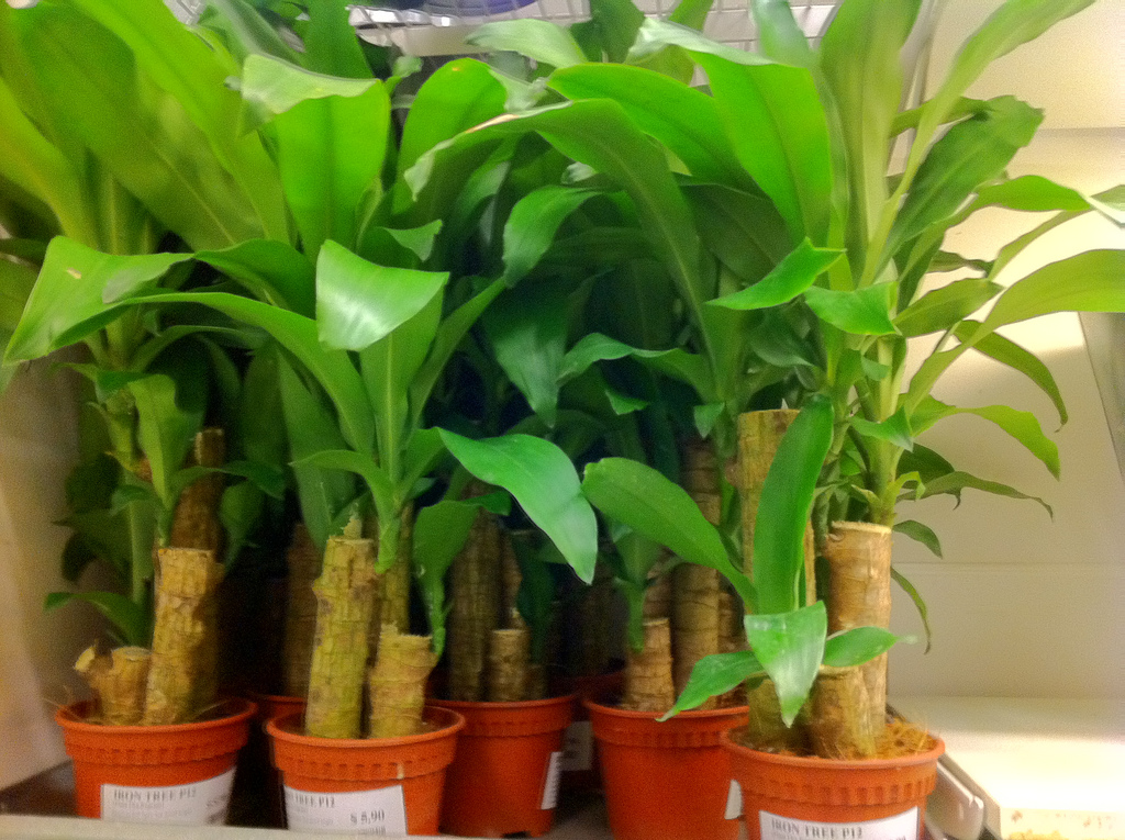 Drachenbaum: Pflege der Dracaena fragrans