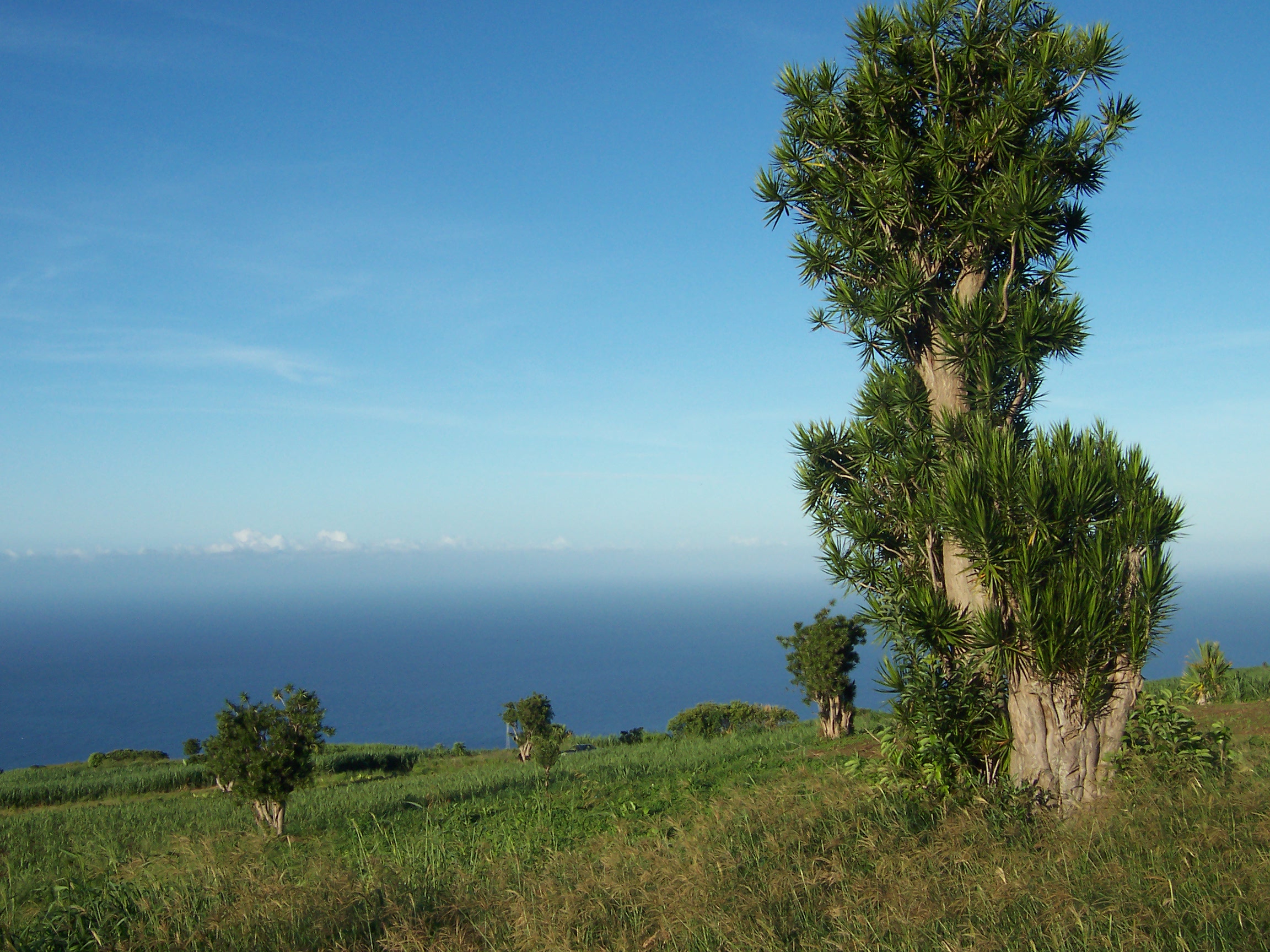 Dracena Marginata: cura della pianta dal tronco scolpito