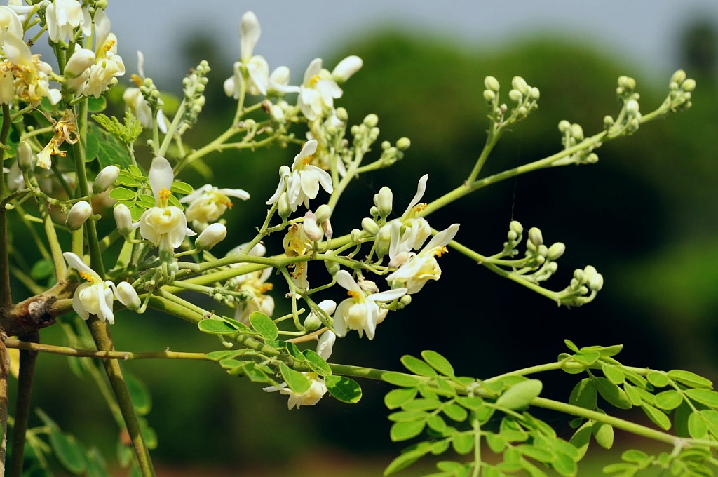 Moringa: The Miracle Tree Rich in Nutritional Properties