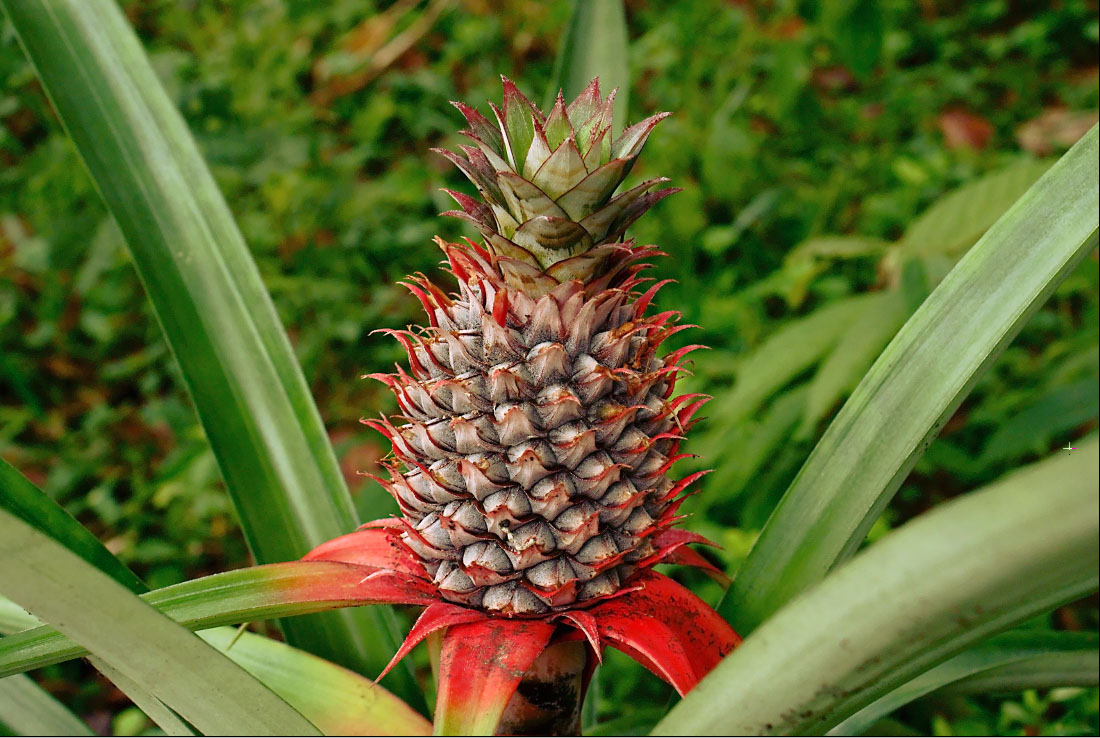 Ananas : cultiver la plante tropicale chez soi depuis la couronne