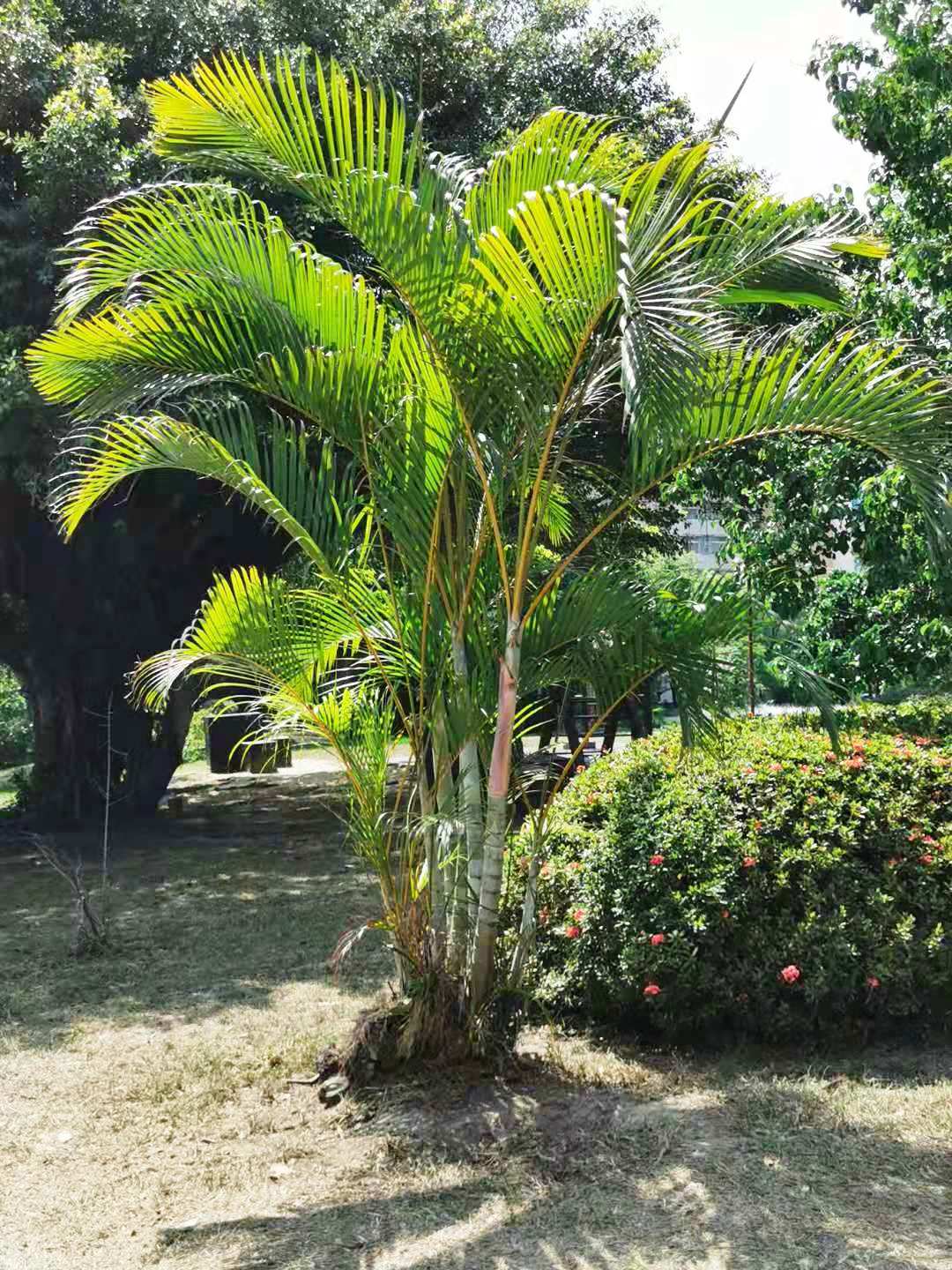 Palma areca: cuidados de la Dypsis lutescens