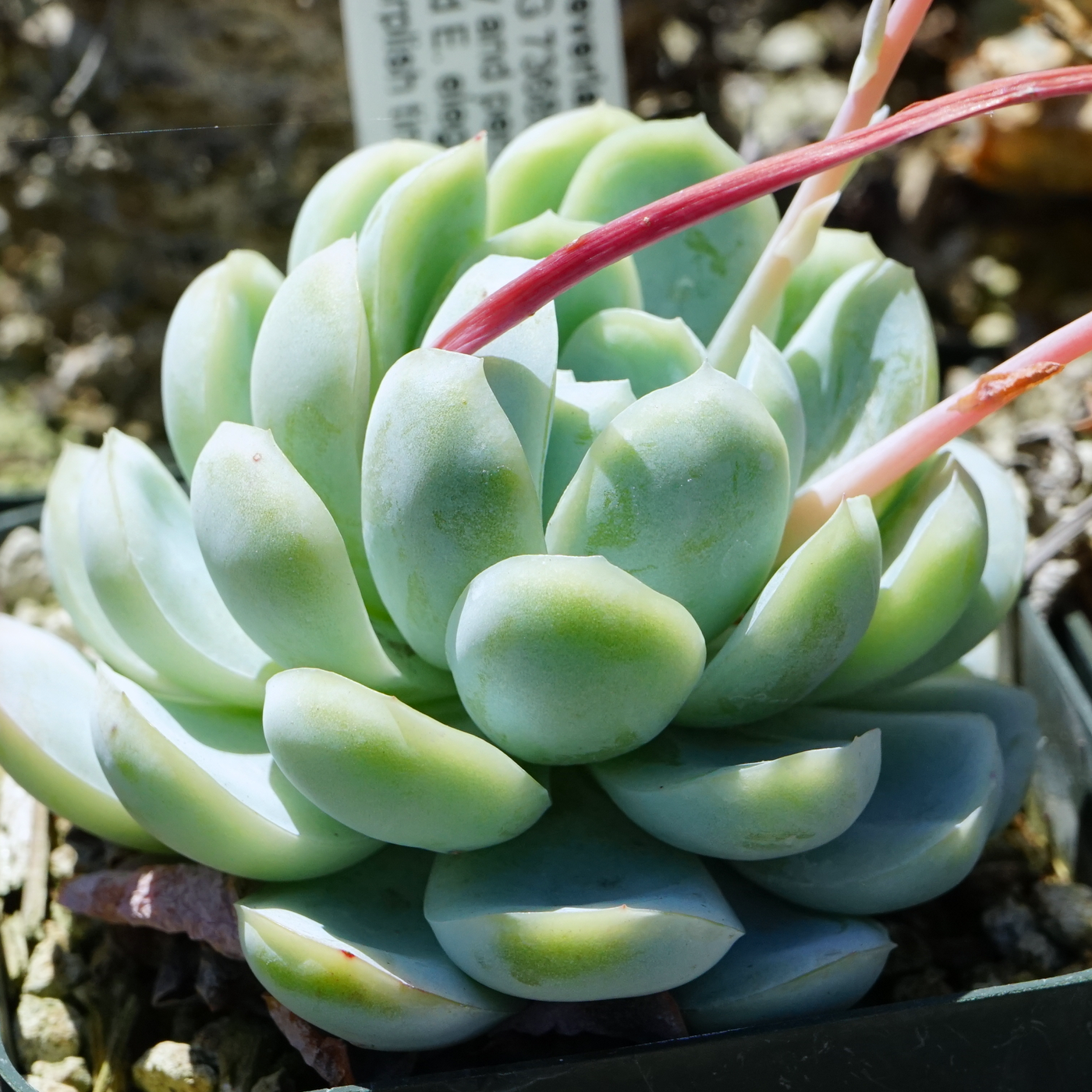 Echeveria: la suculenta en roseta más popular de interior