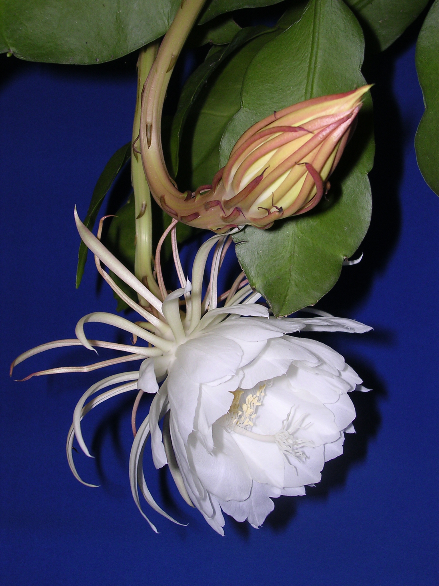 Epiphyllum: il cactus che fiorisce una sola notte all anno