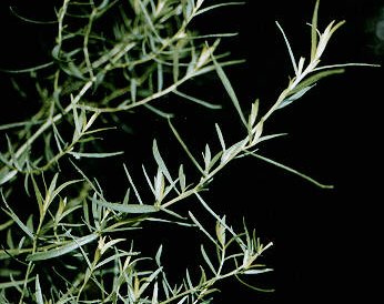 Estragón: hierba aromática de cocina francesa y siciliana