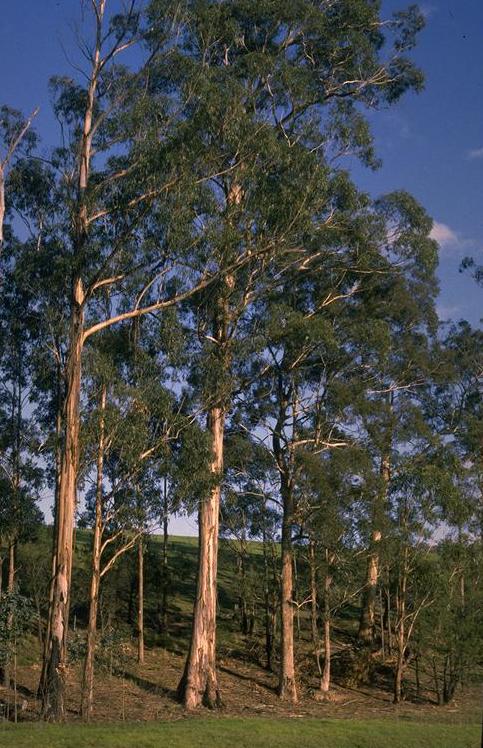 Eukalyptus: Merkmale und Verwendung des Balsambaums