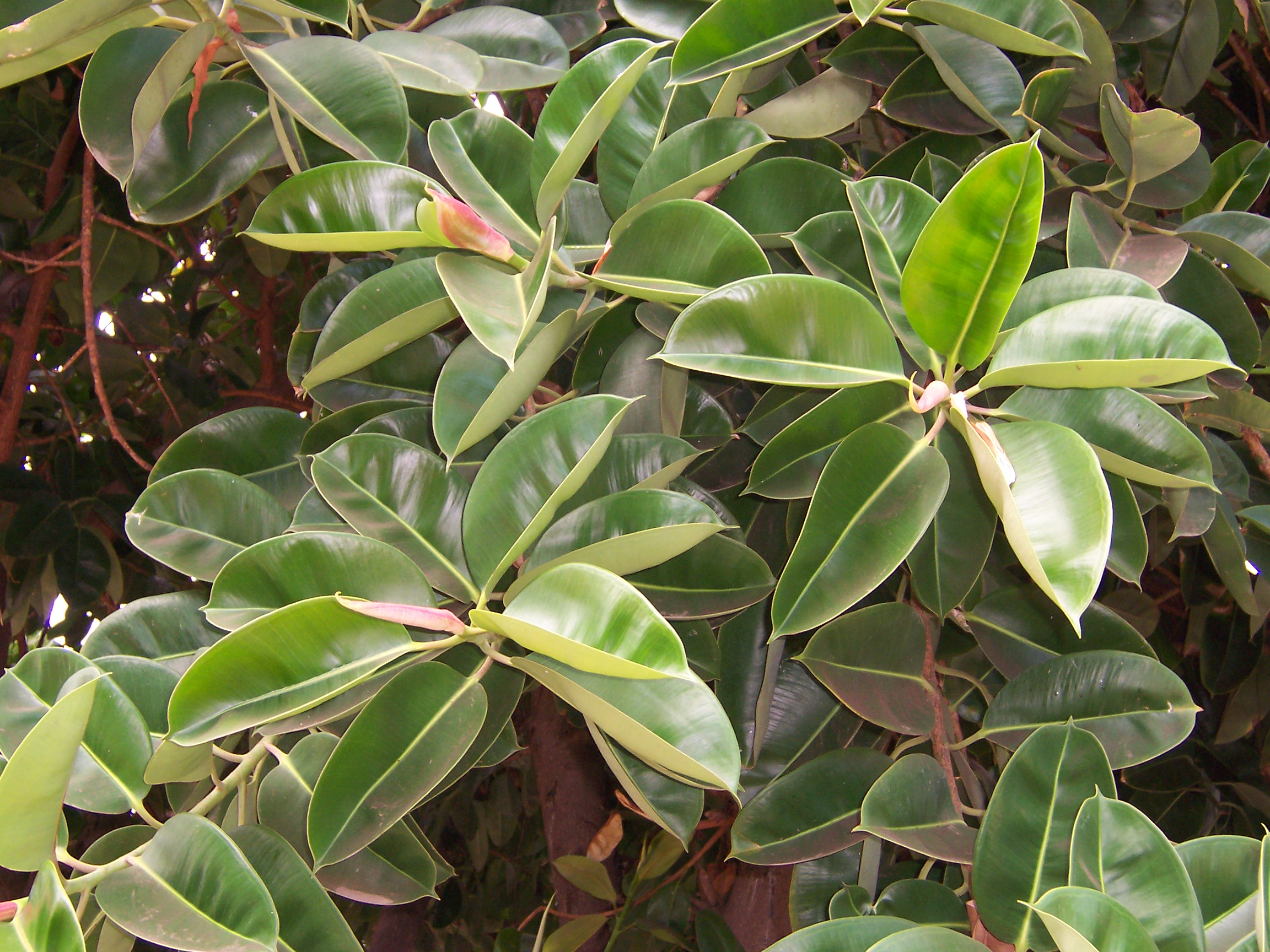 Ficus elástica: cuidados del árbol del caucho