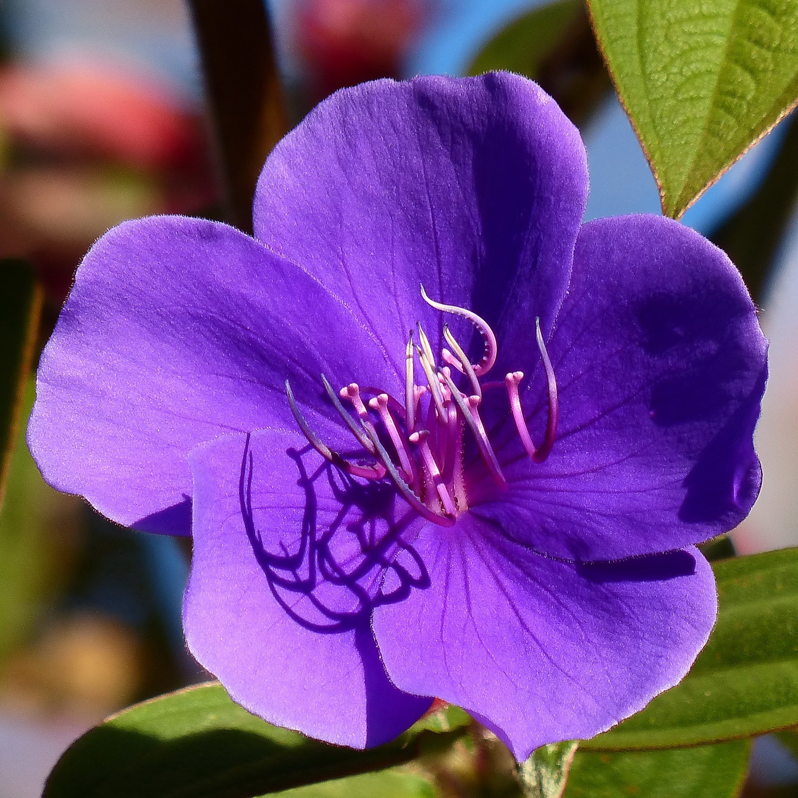 Tibouchina: cura del fiore della principessa