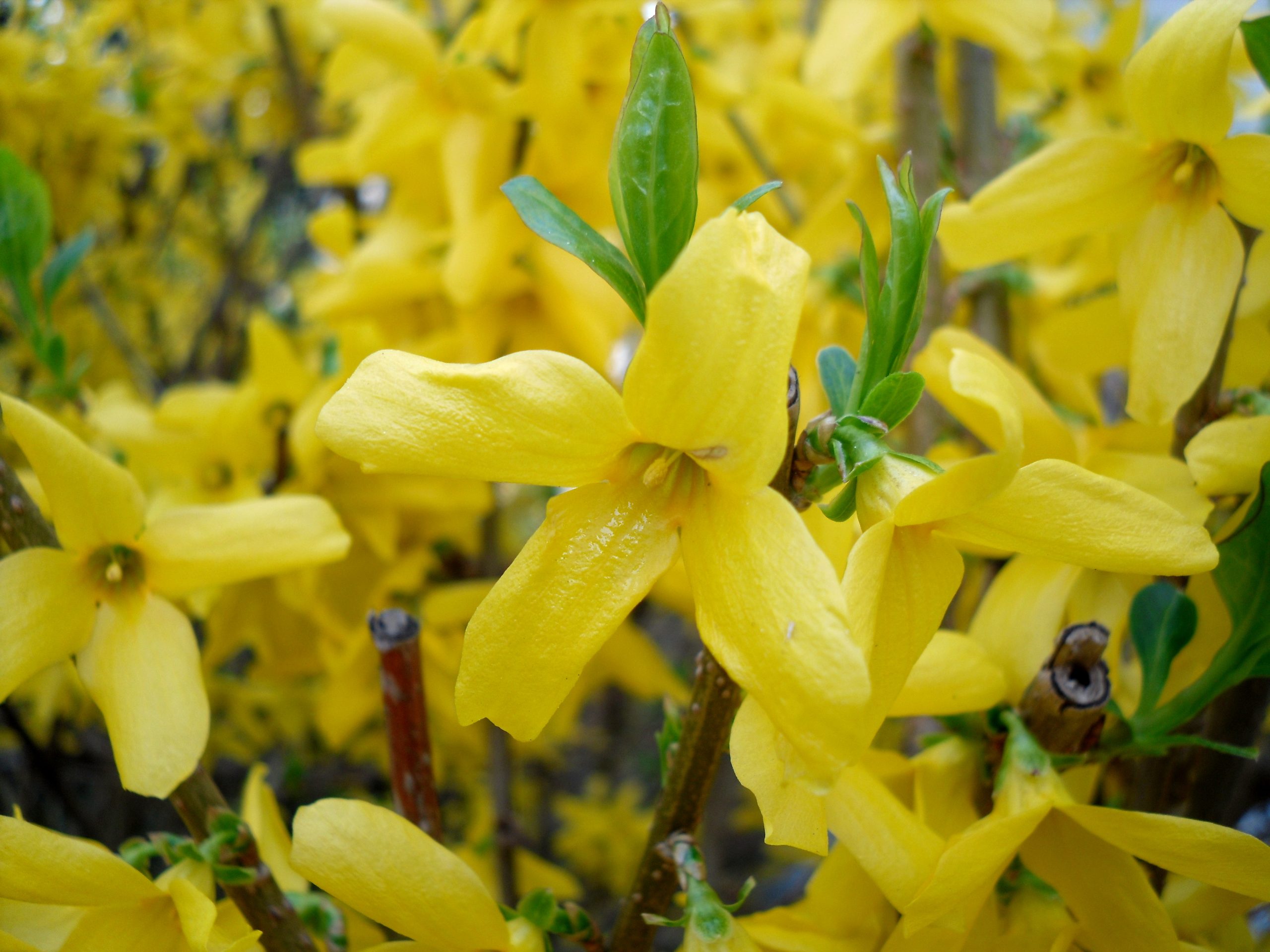 Forsythia : l arbuste jaune qui annonce le printemps