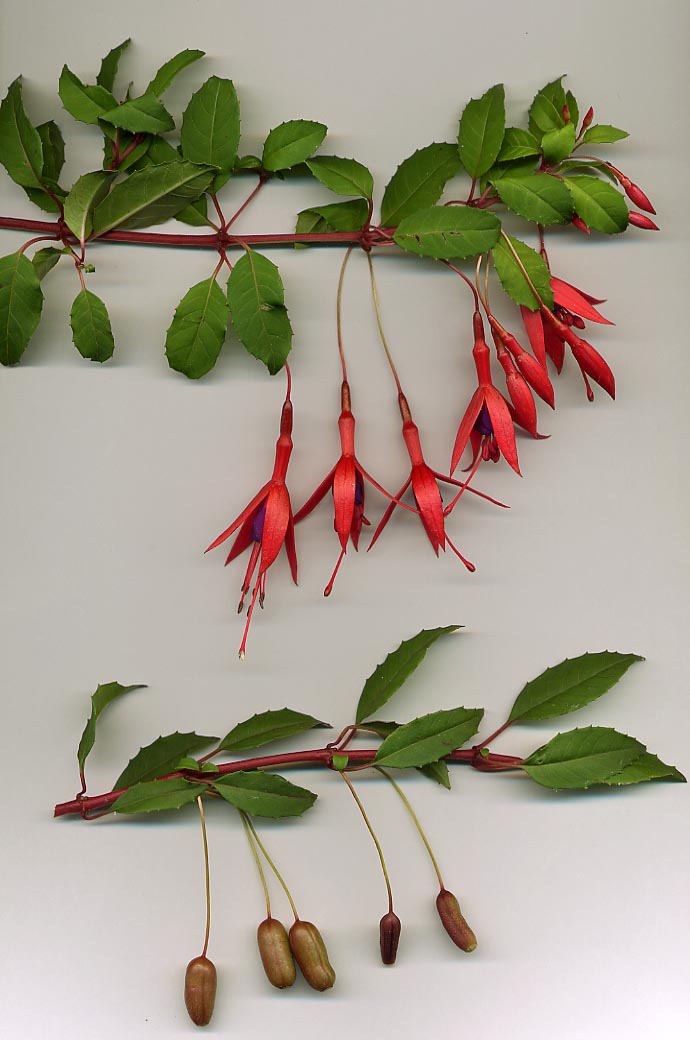 Scharlachfuchsie: Strauch mit hängenden Blüten richtig pflegen