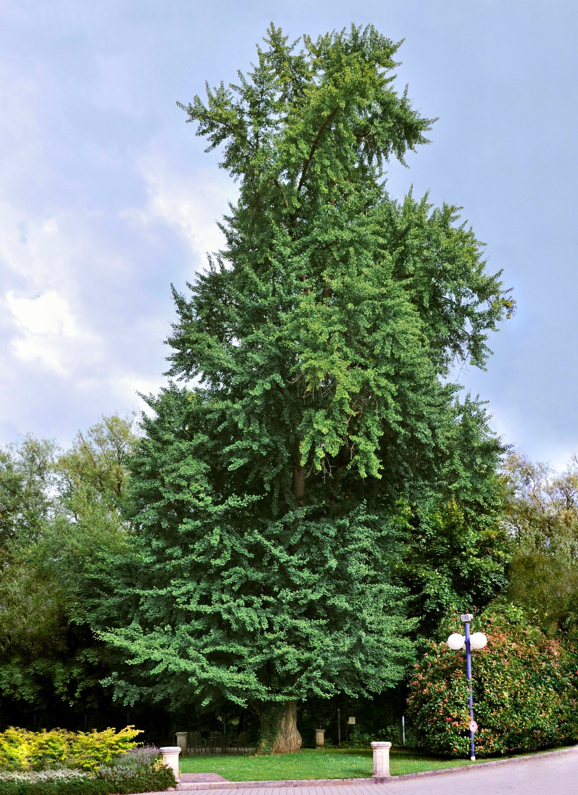 Ginkgo biloba: el árbol fósil de hojas en abanico doradas