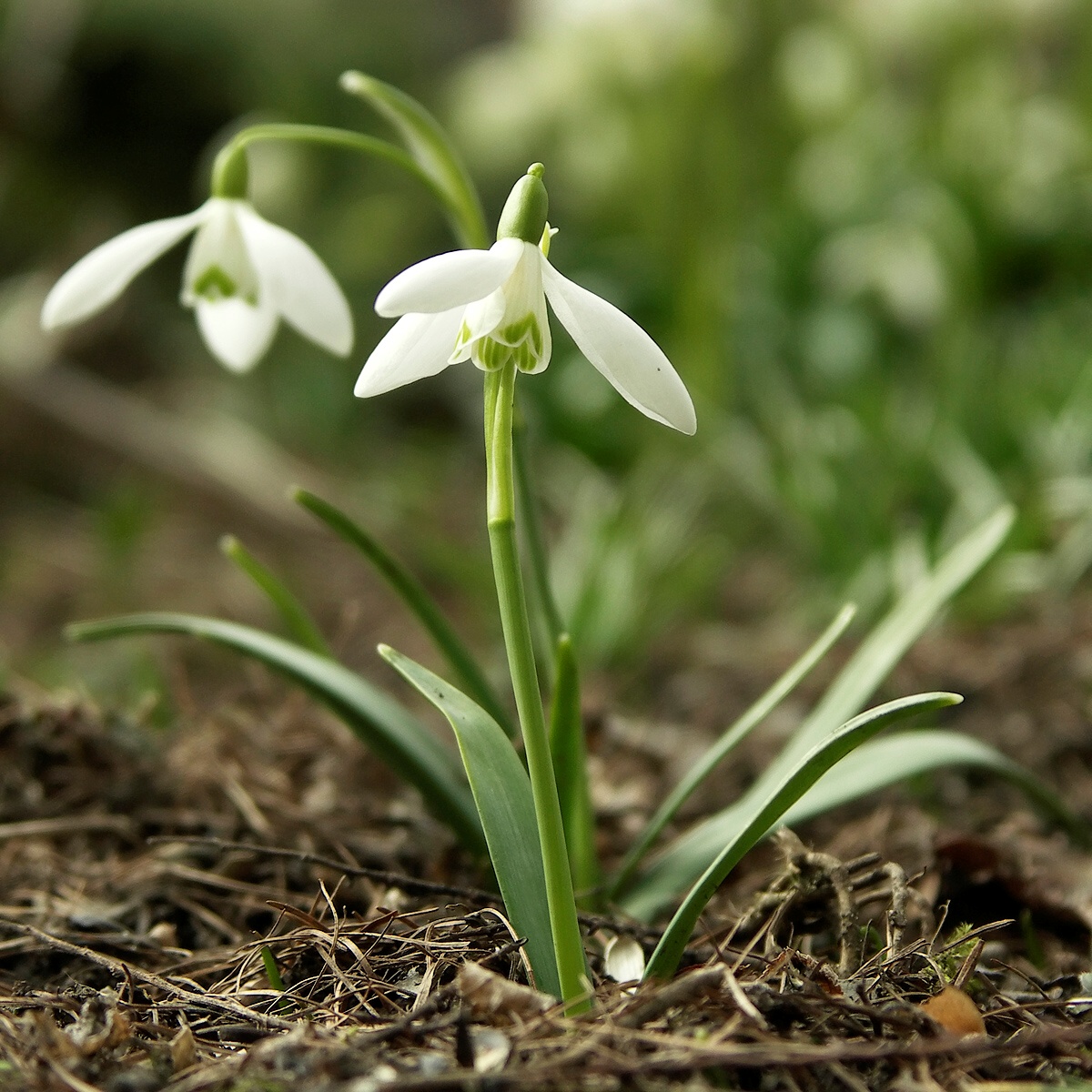 Schneeglöckchen: die erste Zwiebelblume im Spätwinter