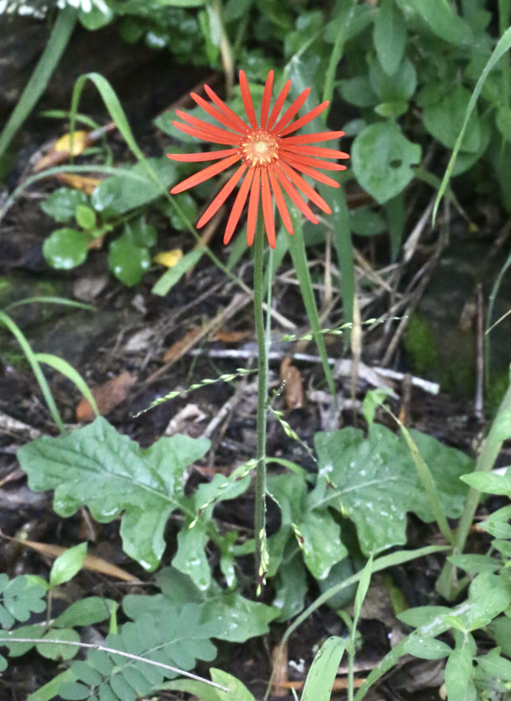 Gerbera : cultiver la fleur colorée en pot et en bouquet