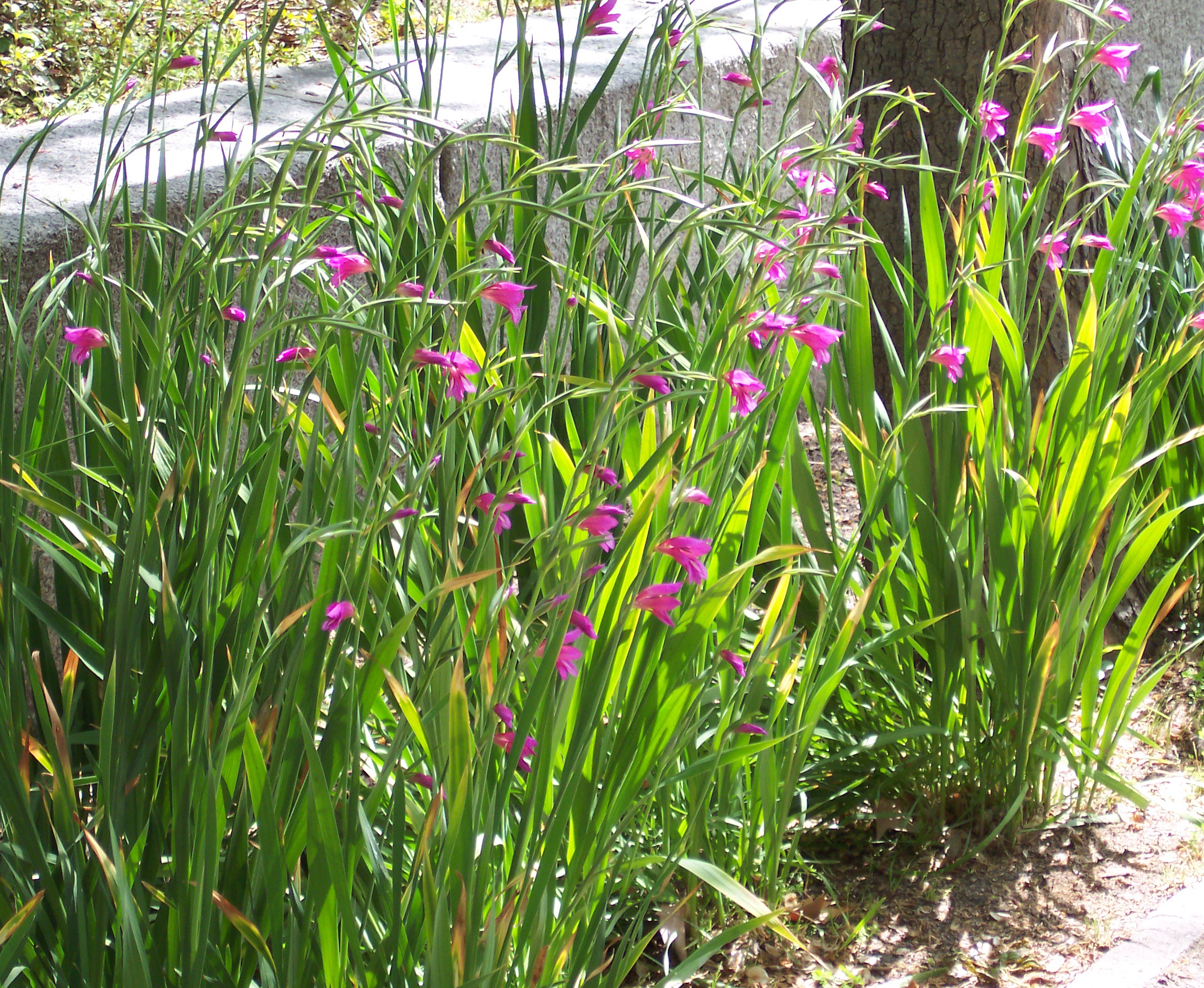 Gladiole: Anbau der Sommerblume in Ähren