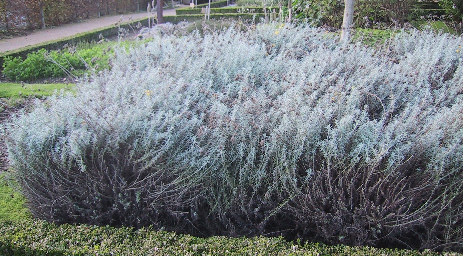 Immortelle d Italie : entretien de la plante curry