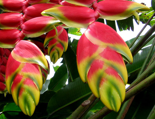 Heliconia : plante tropicale aux bractées en pince de homard