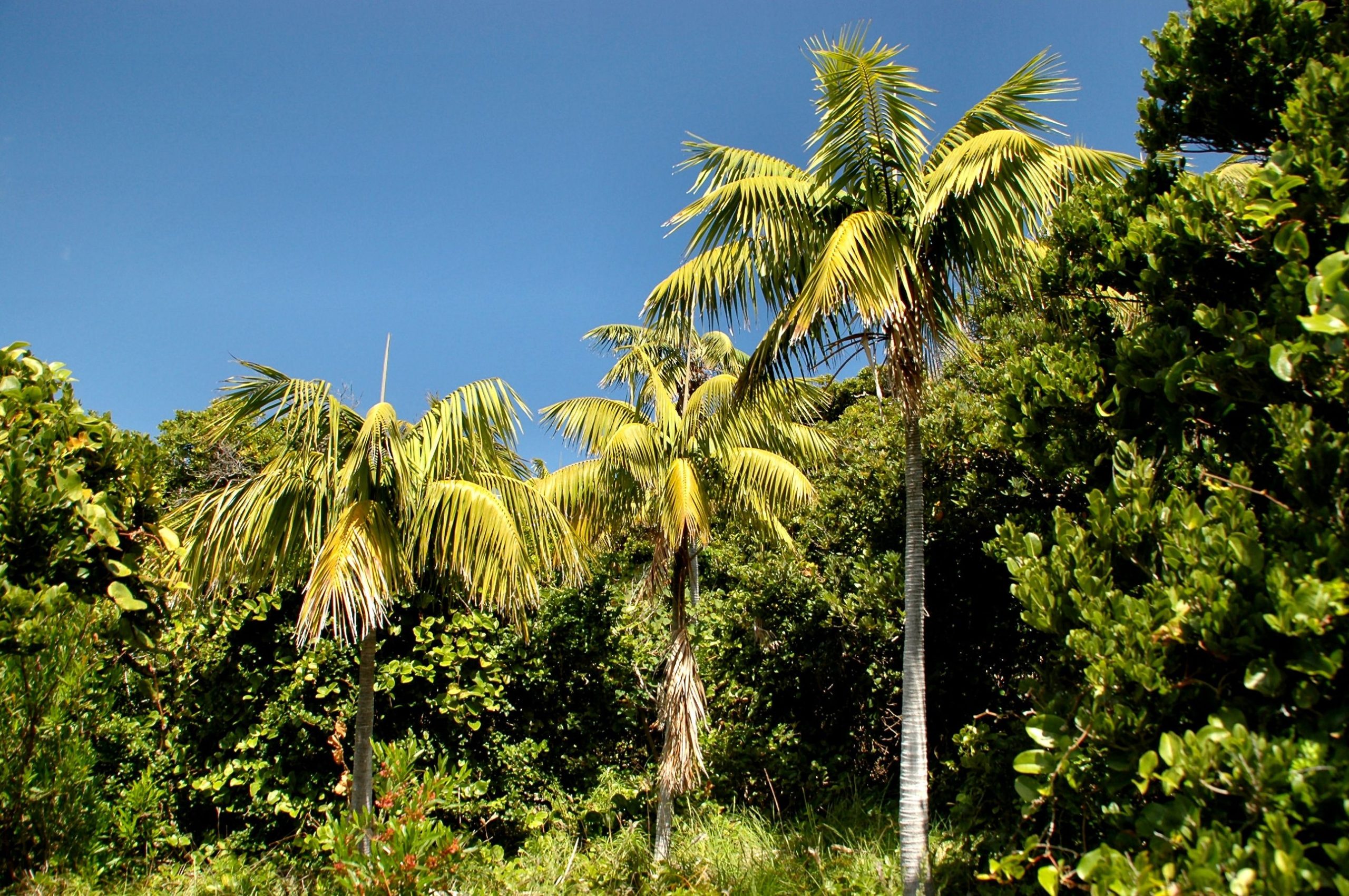 Kentia-Palme: Pflege der eleganten robusten Zimmerpalme