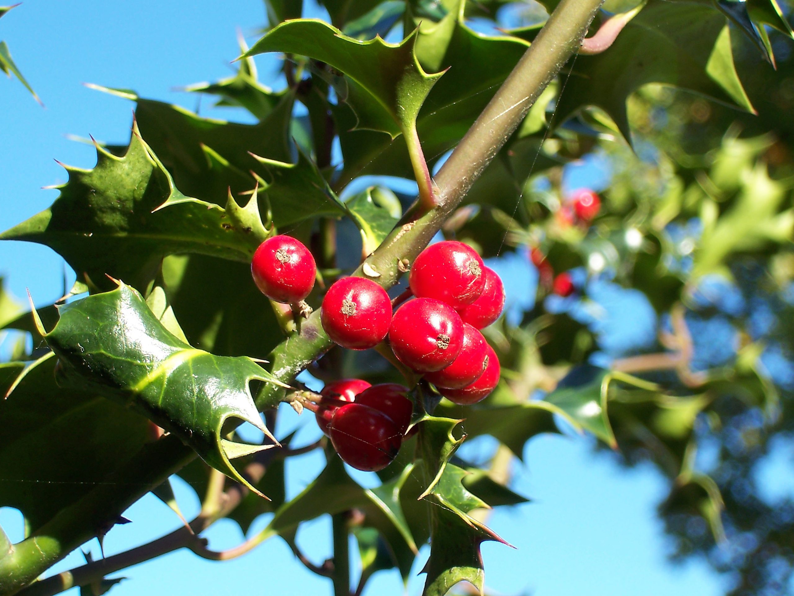 Holly: The Evergreen with Spiny Leaves and Red Berries