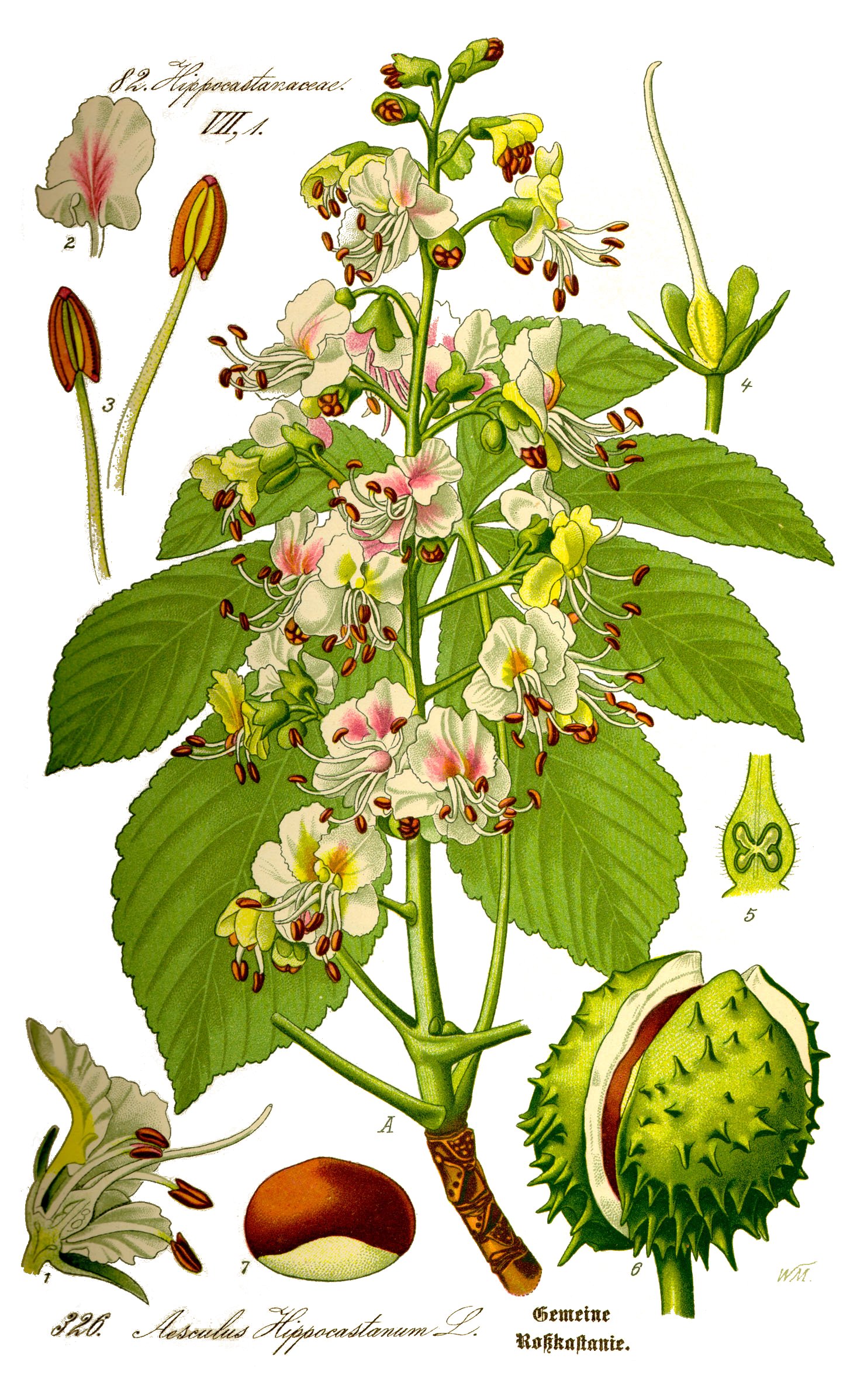 Horse Chestnut: The Conker Tree Care Guide