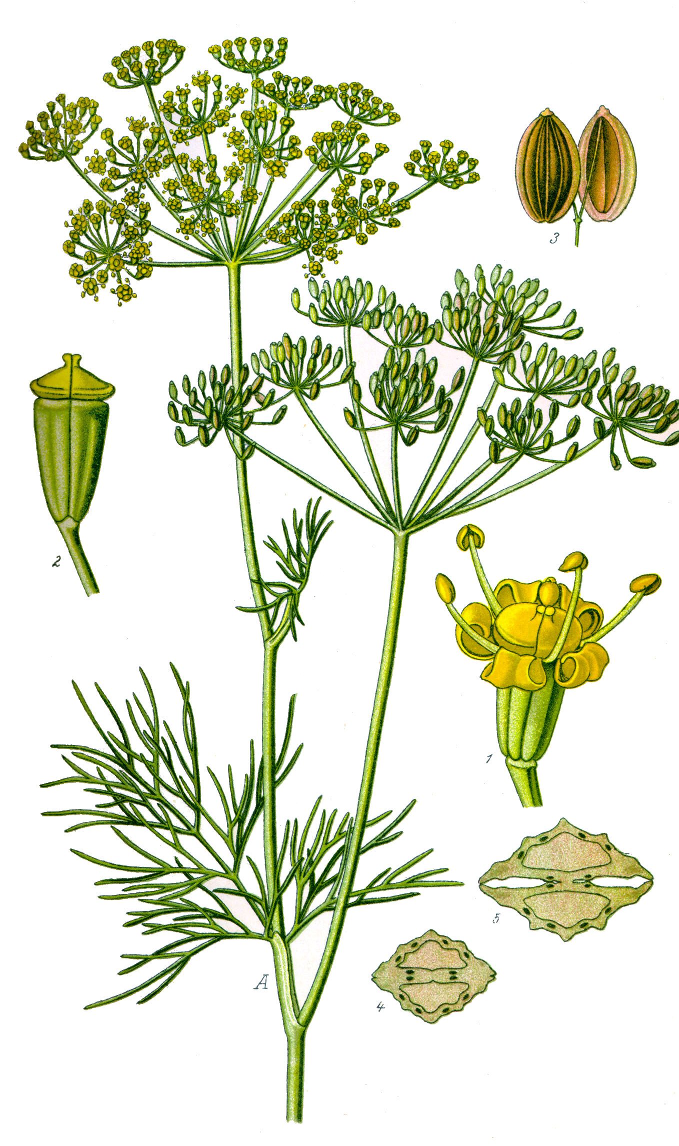 Aneth : cultiver l aromatique annuelle au parfum anisé