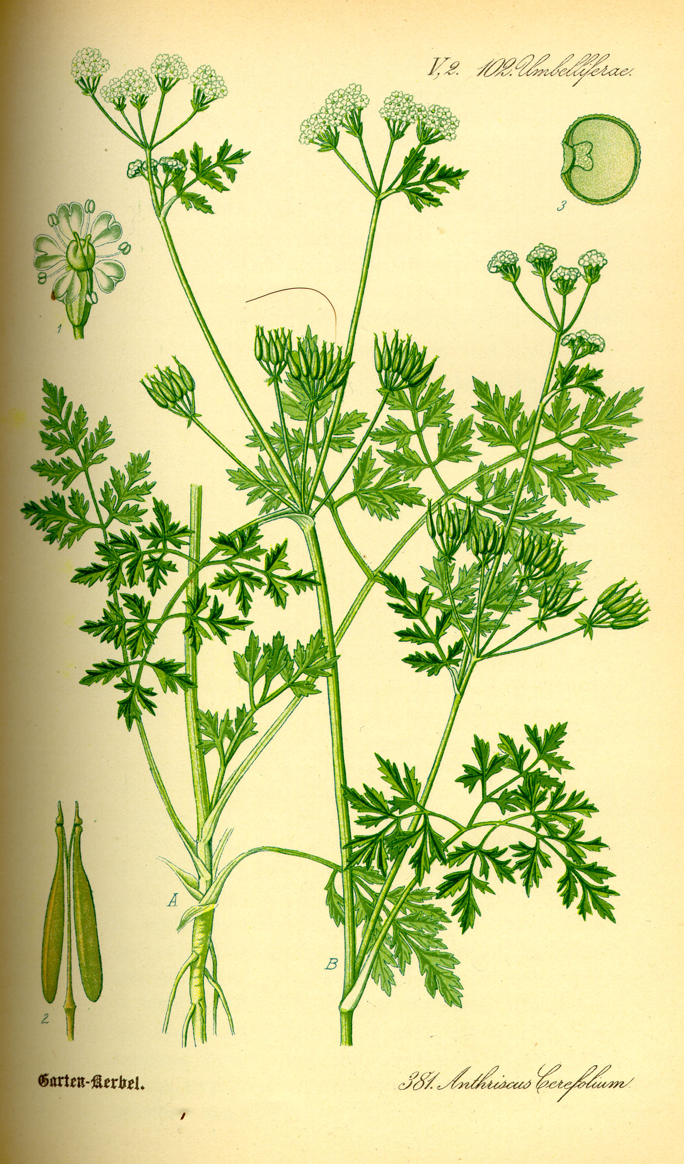 Chervil: The Delicate Herb of Traditional French Cuisine