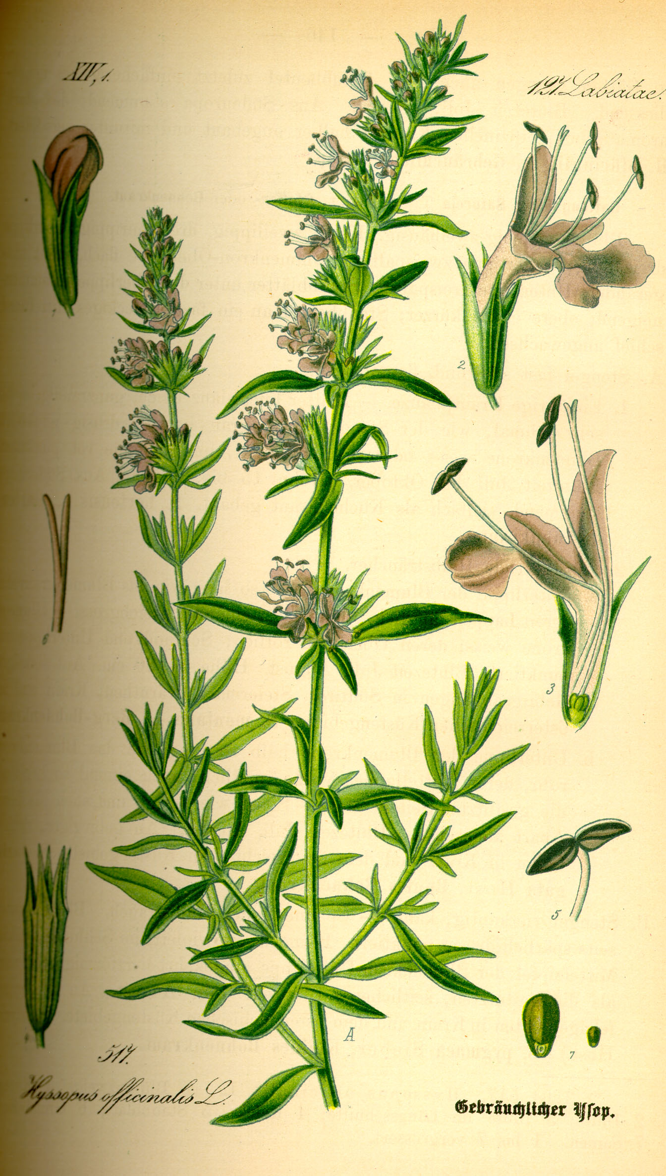 Hyssop: Growing the Aromatic Herb of Medieval Monasteries