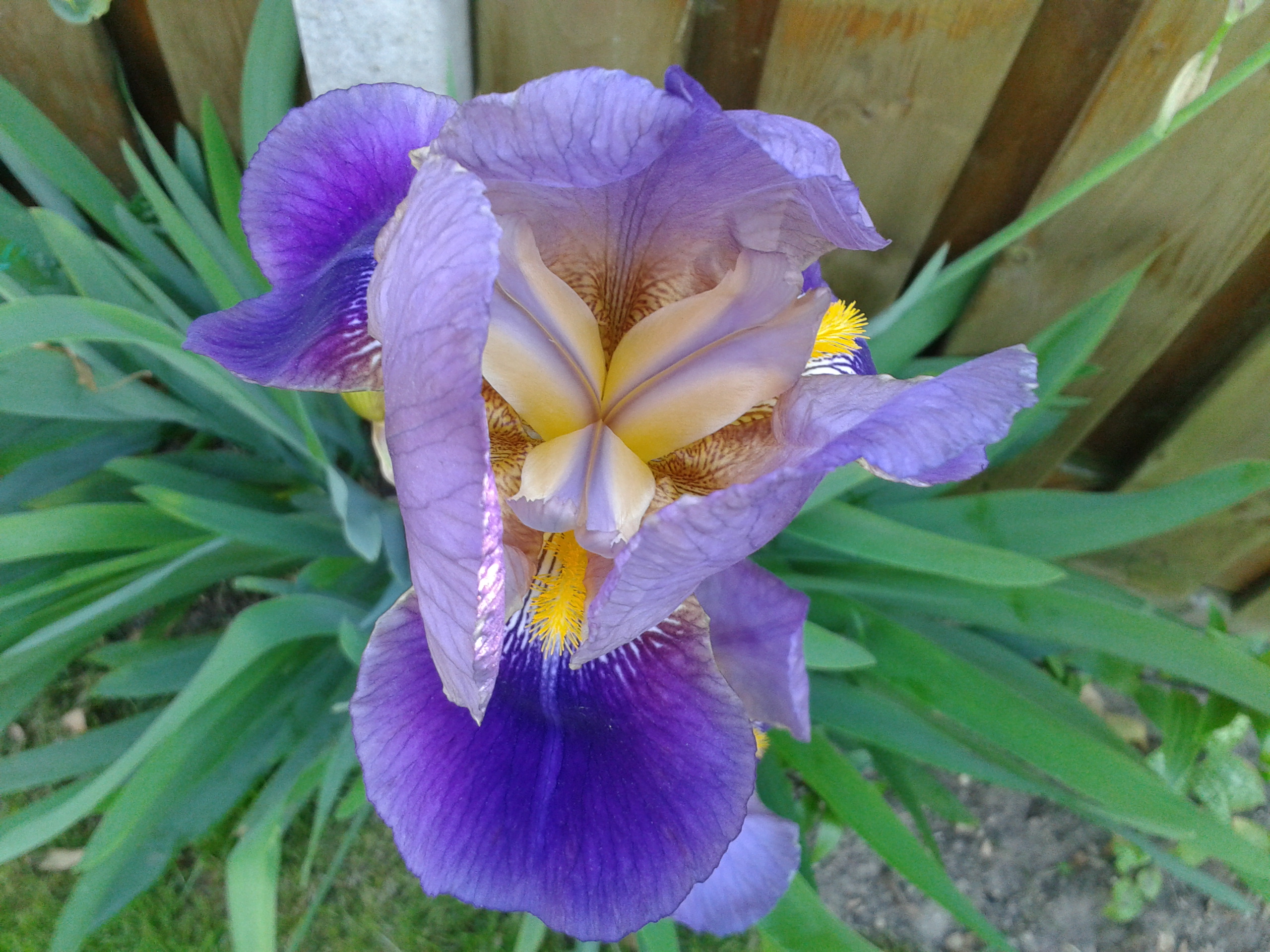 Lirio: cultivar la elegante flor arcoíris desde rizoma