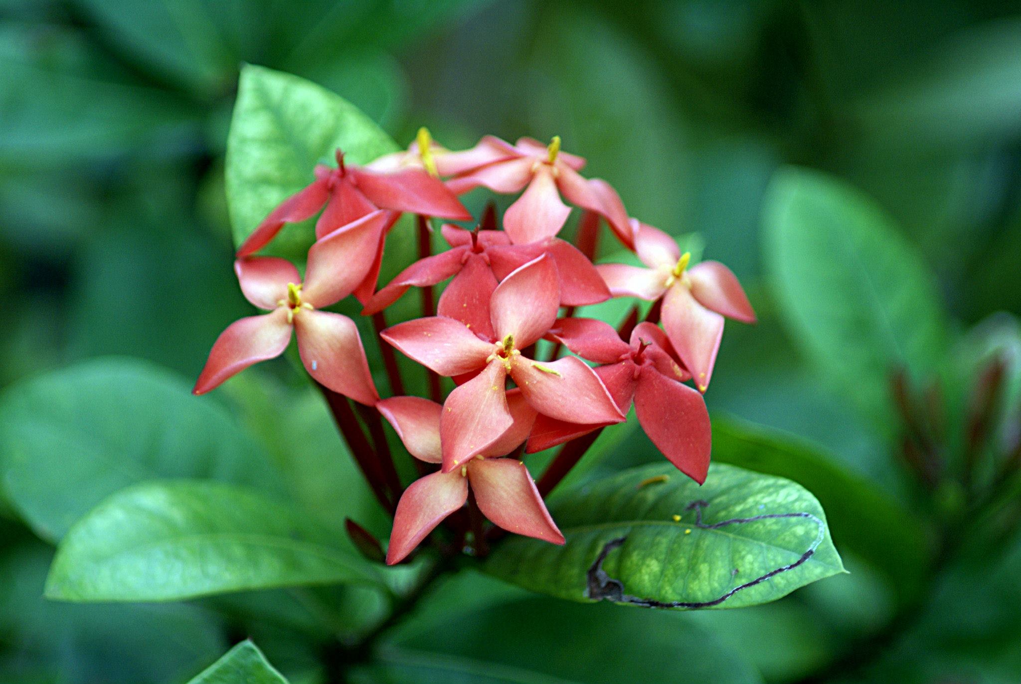 Ixora : entretien de l arbuste tropical fleuri