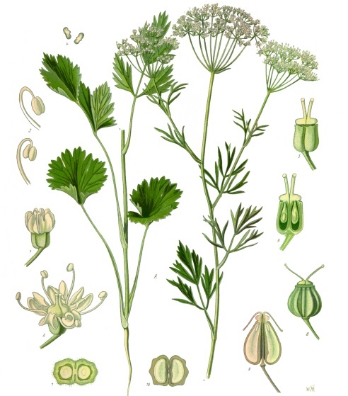 Anise: Growing and Using the Aromatic Herb
