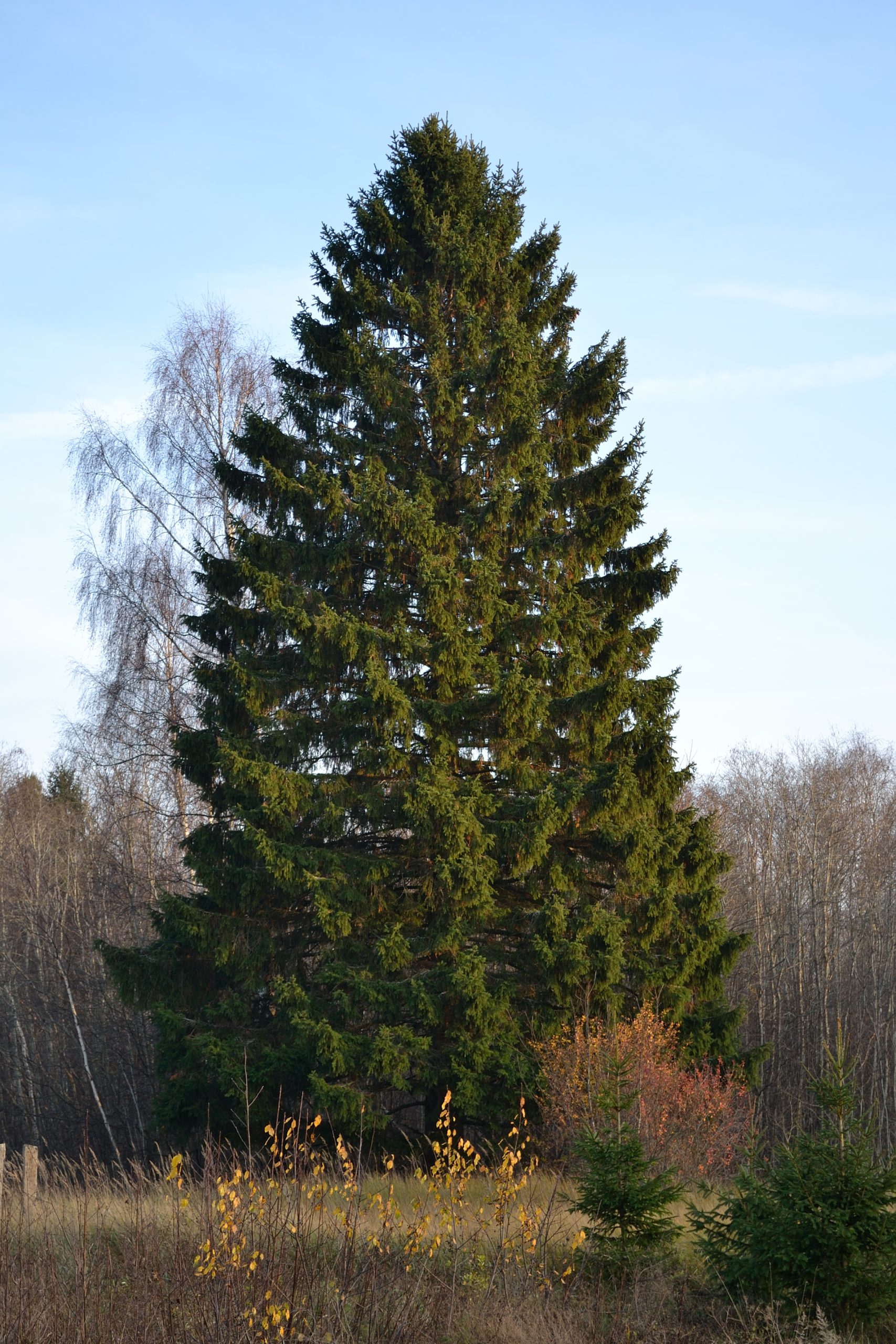 Pícea: el árbol de Navidad de los bosques alpinos