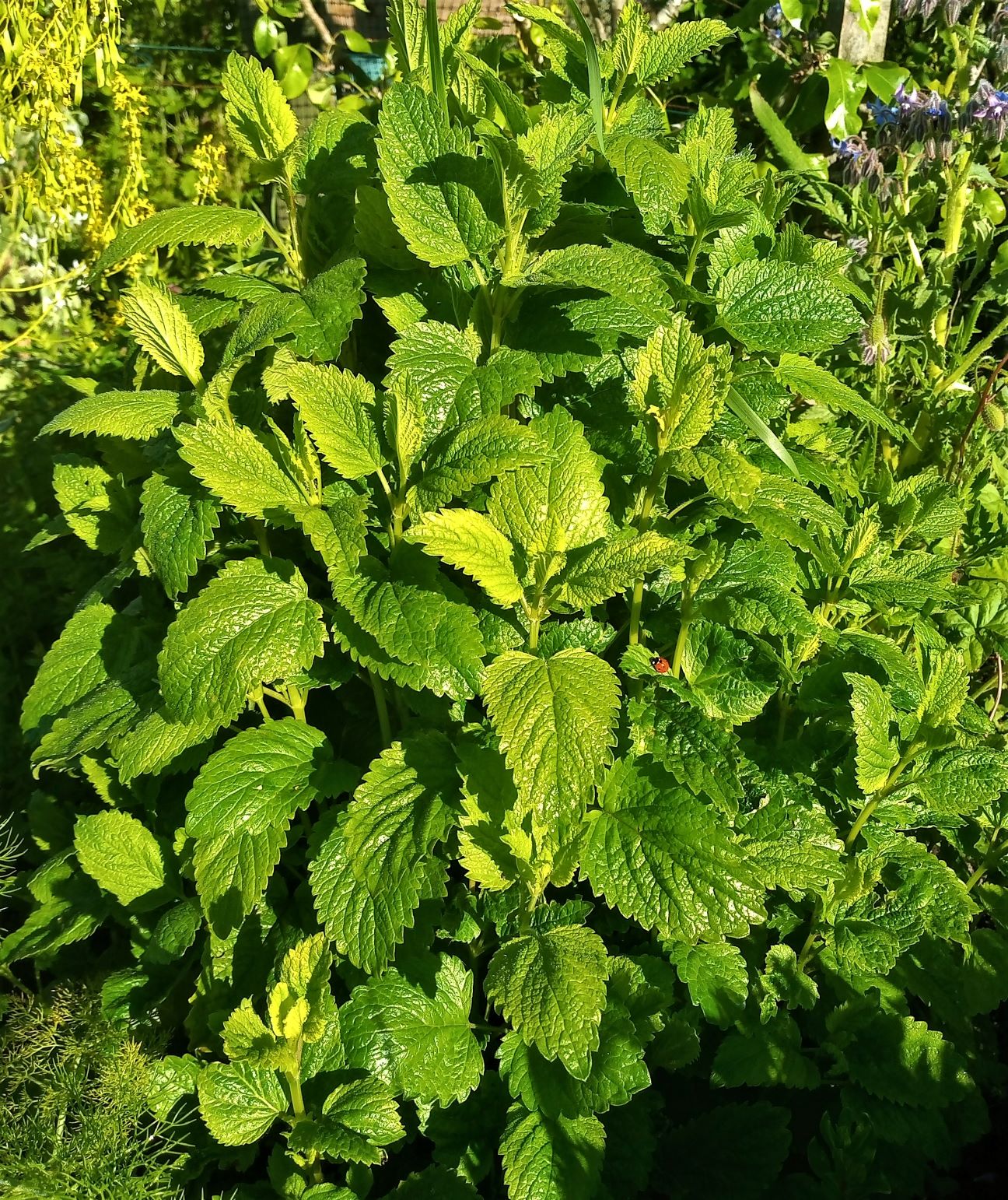 Melisa: cómo cultivarla para infusiones y cocina aromática