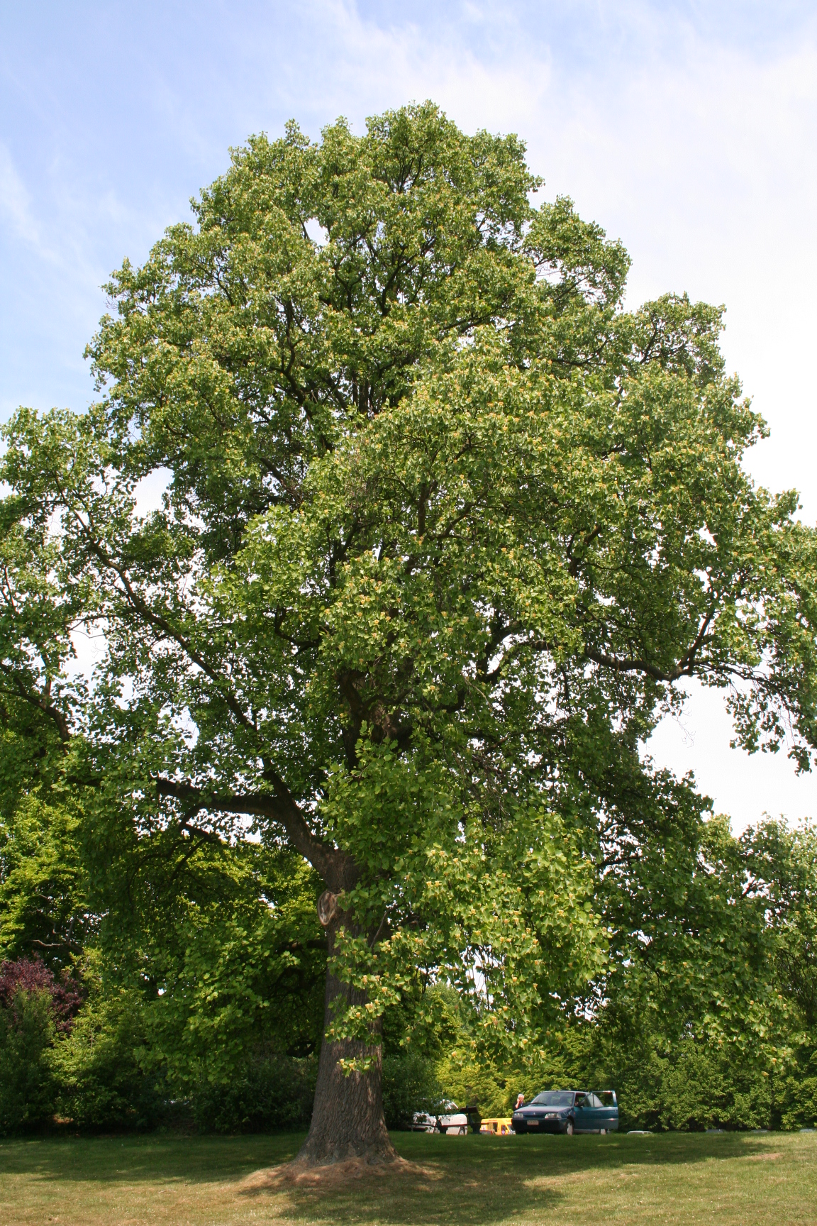 Tulip Tree: Growing Liriodendron tulipifera