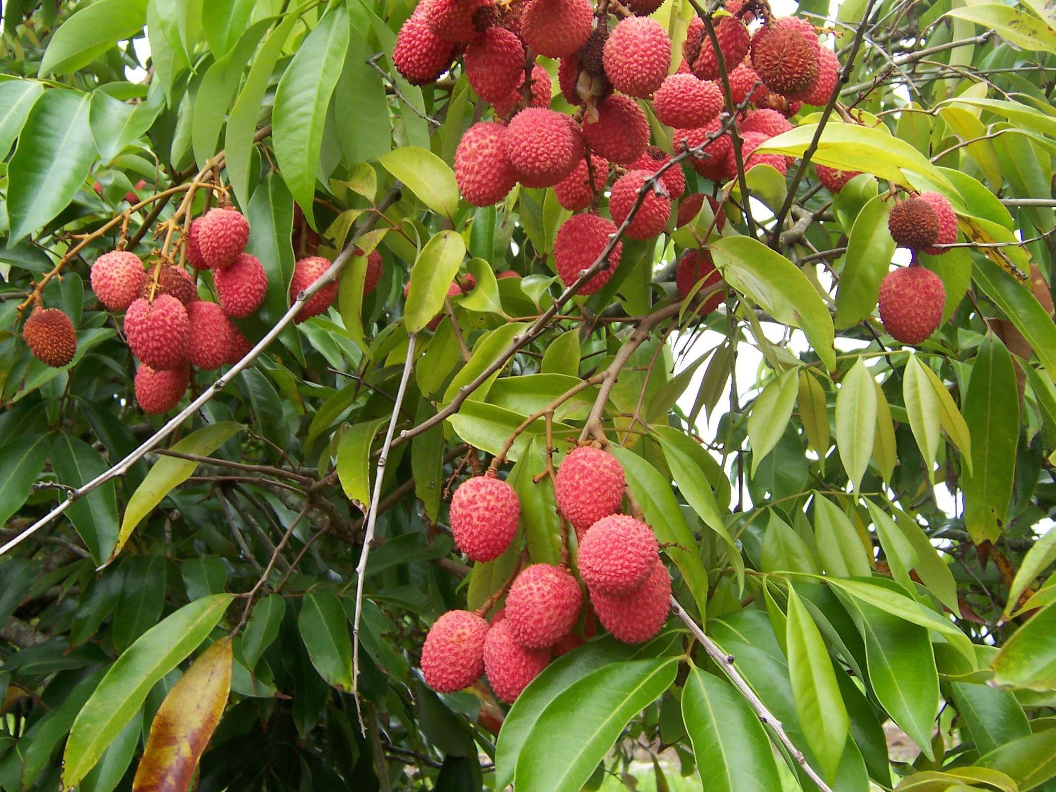 Lychee: Growing the Tropical Fruit Tree