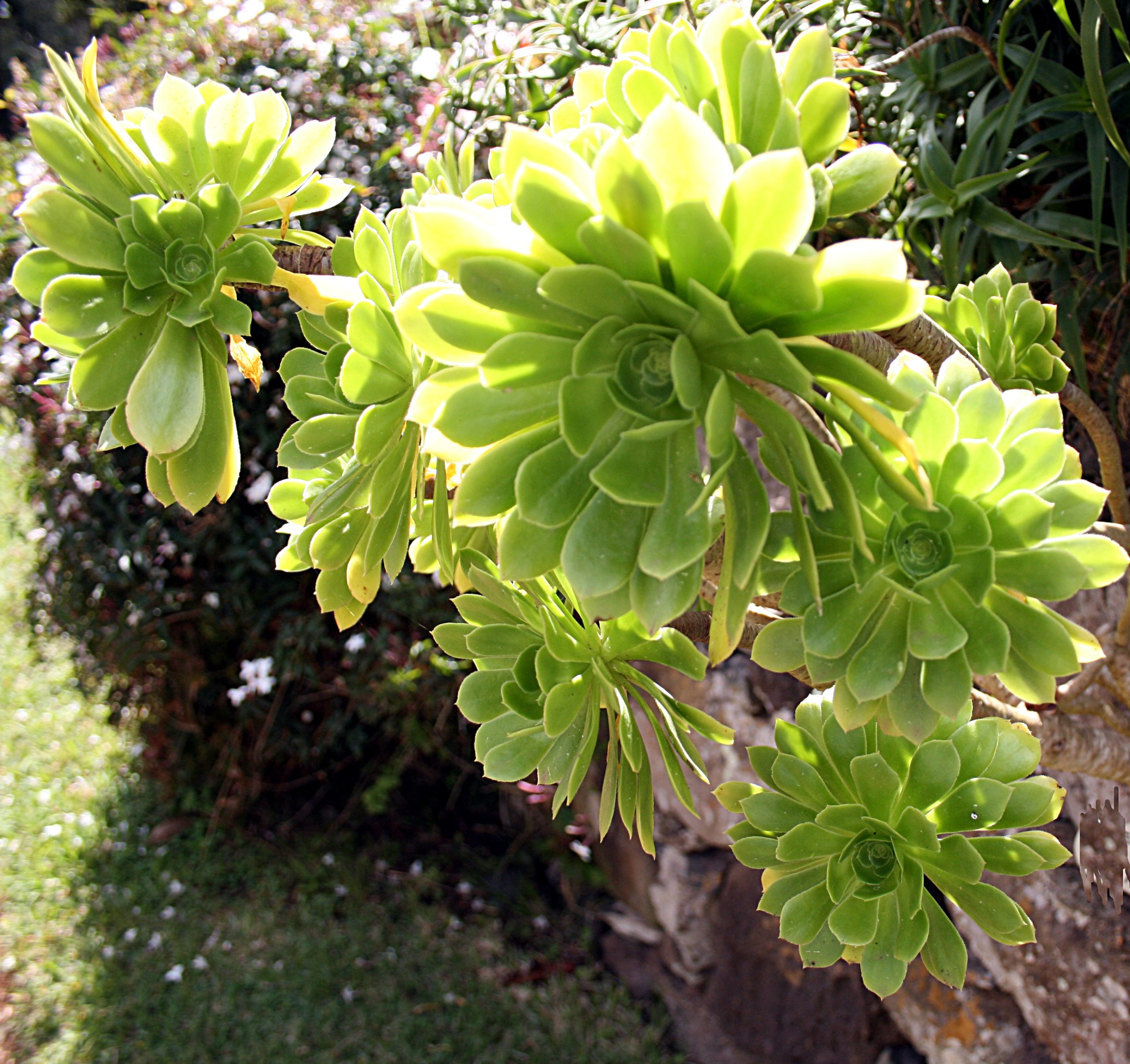 Aeonium: cuidados de la suculenta arbórea de rosetas gigantes