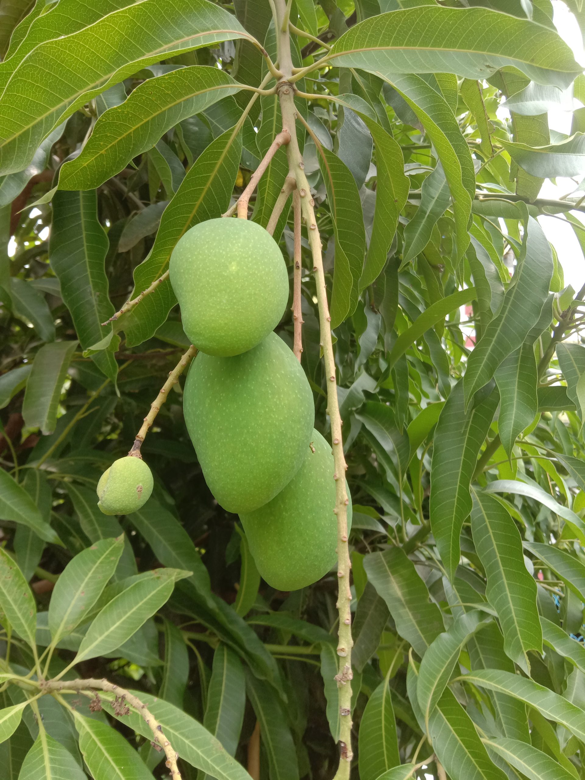 Mangobaum: tropischer Baum mit süßen aromatischen Früchten