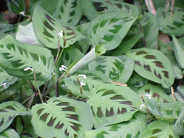 Maranta: la pianta della preghiera che muove le foglie