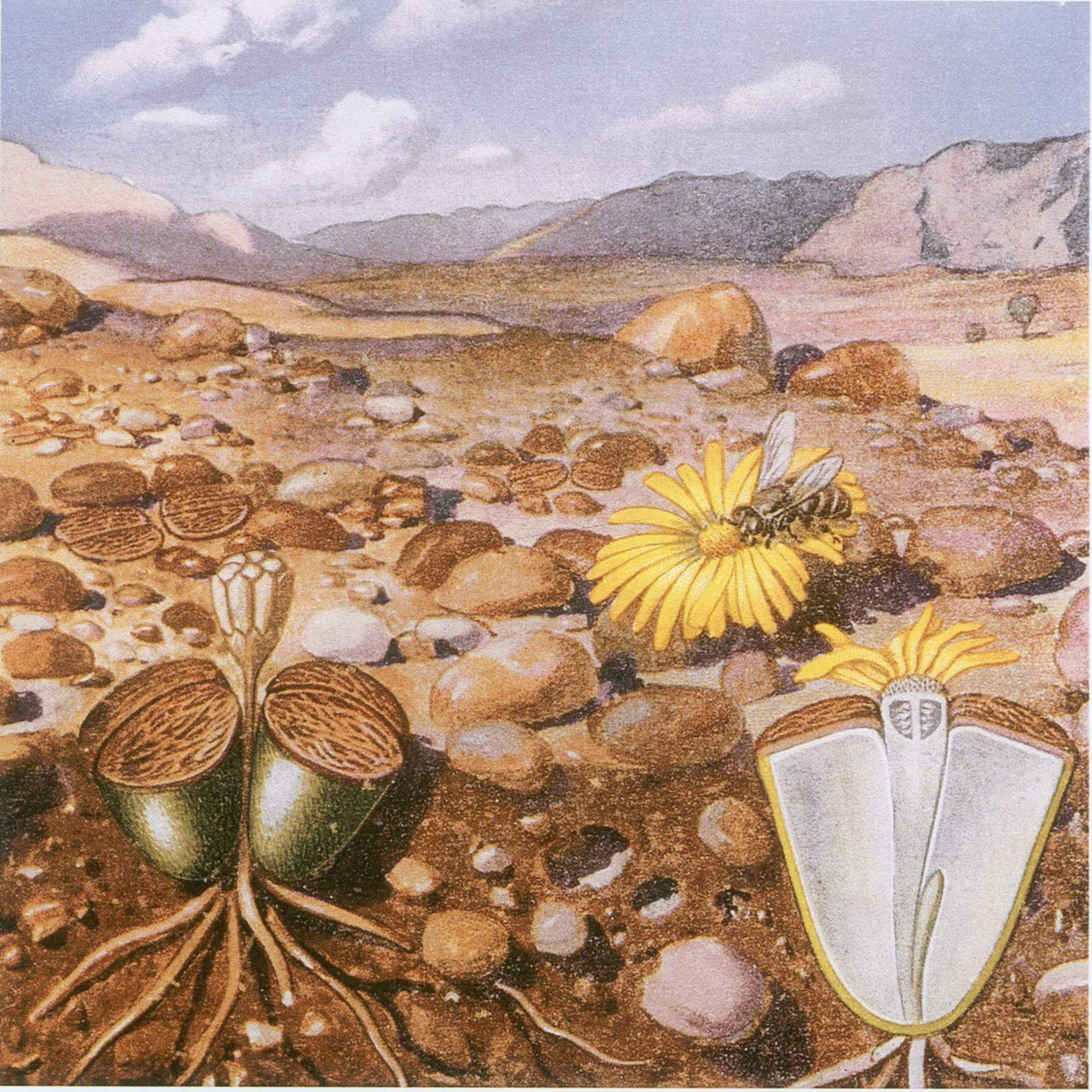 Lithops : entretien des plantes cailloux à collectionner