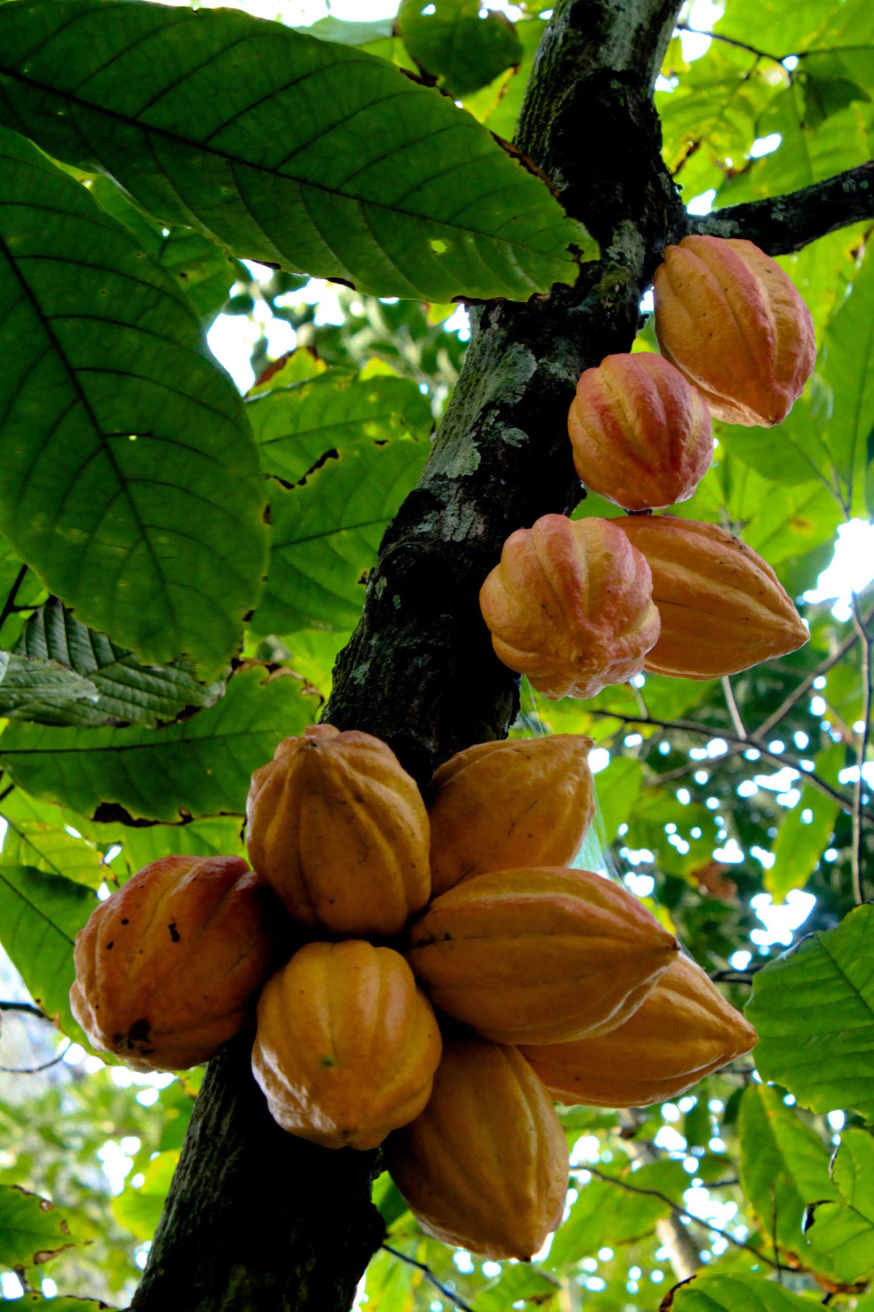 Cacaoyer : culture de l arbre à chocolat