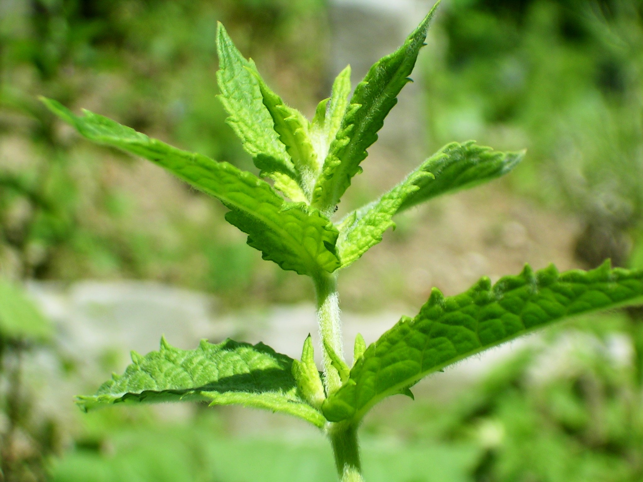 Mint: How to Grow It in Pots and Garden Beds
