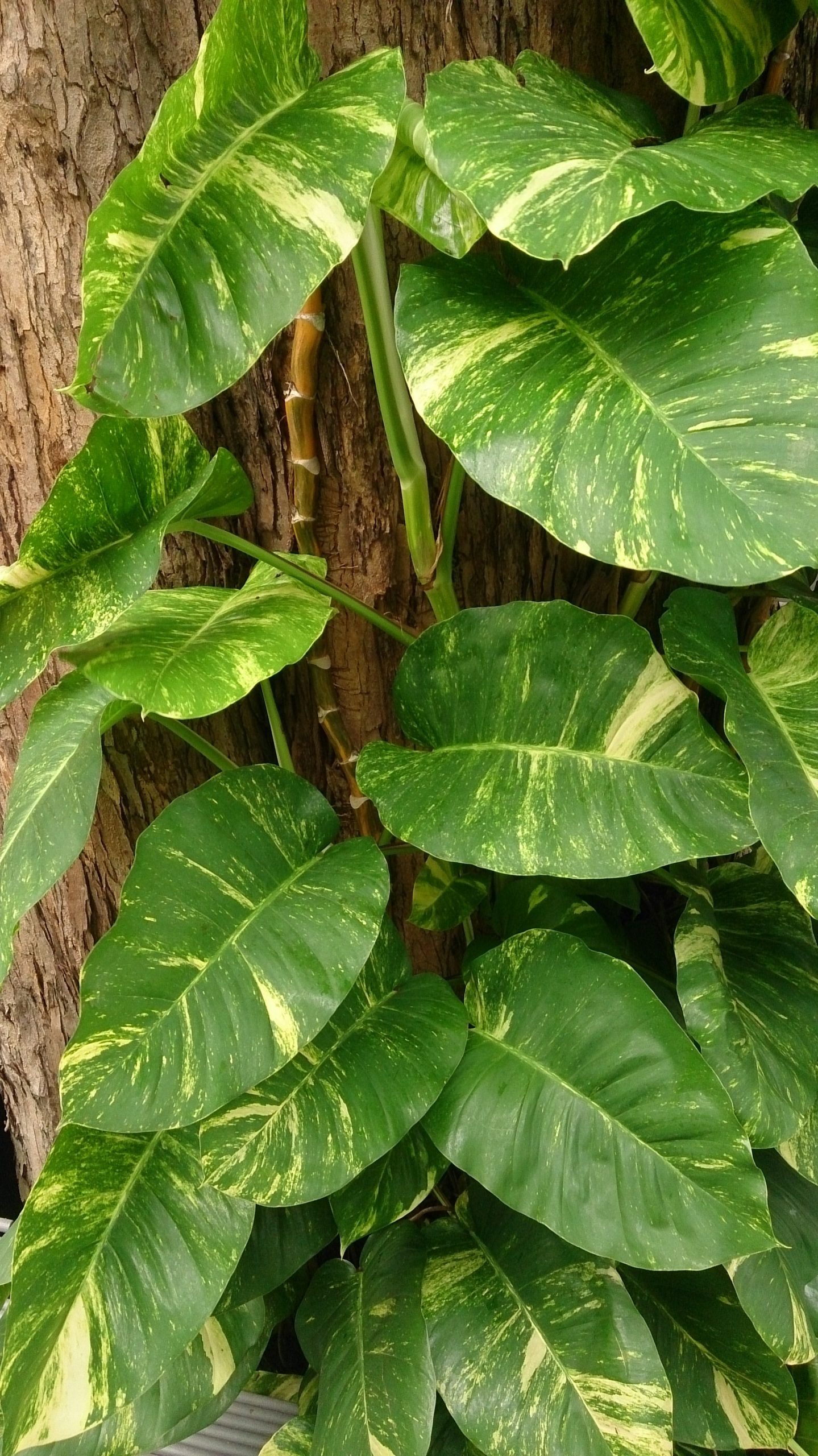Pothos : la plante retombante facile, parfaite pour débuter