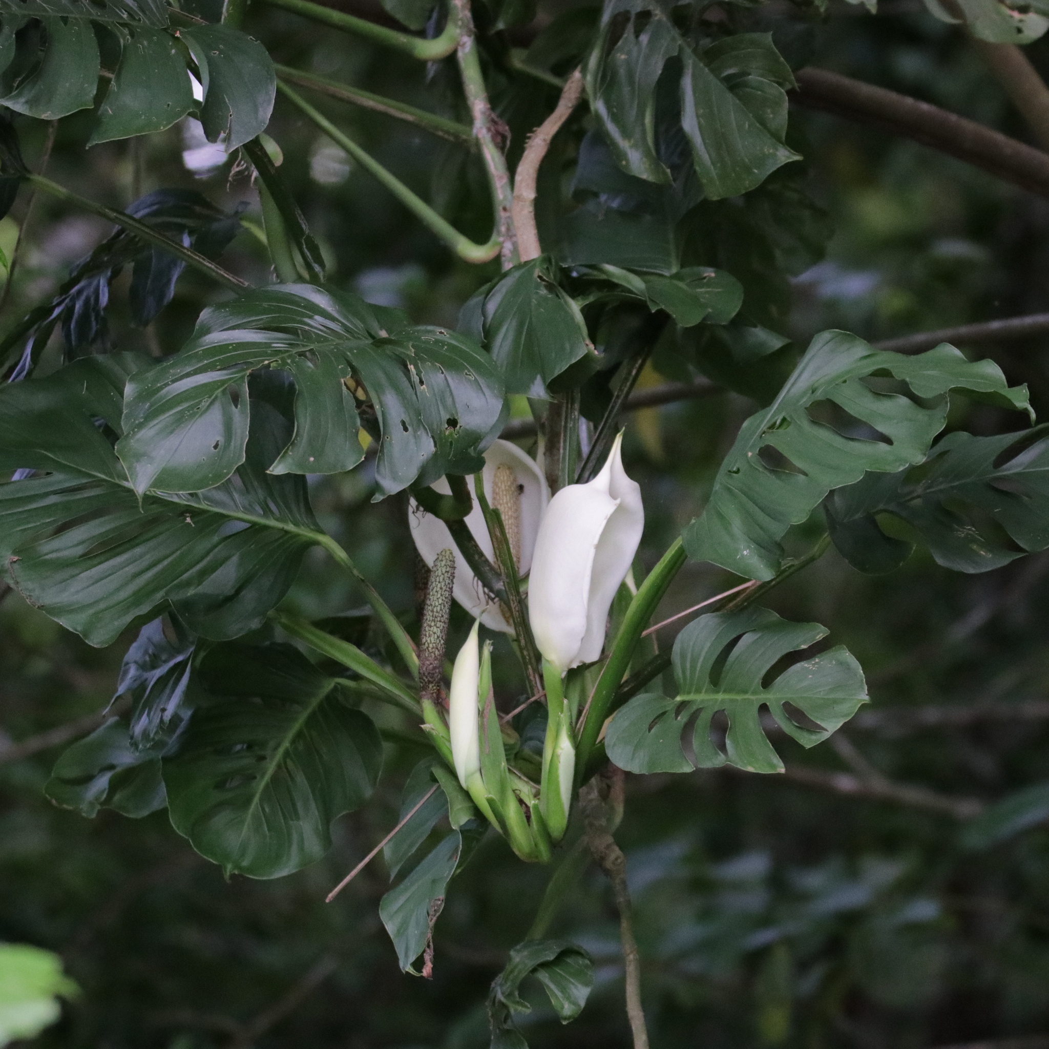 Monstera Adansonii: la pianta finestra dai piccoli buchi