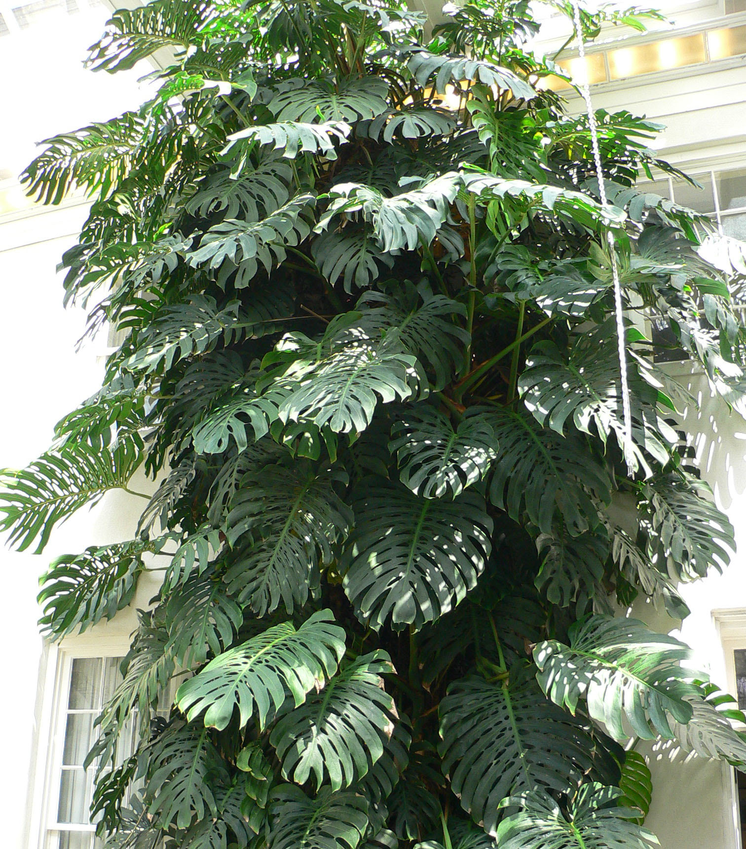 Monstera Deliciosa : entretien, arrosage et lumière