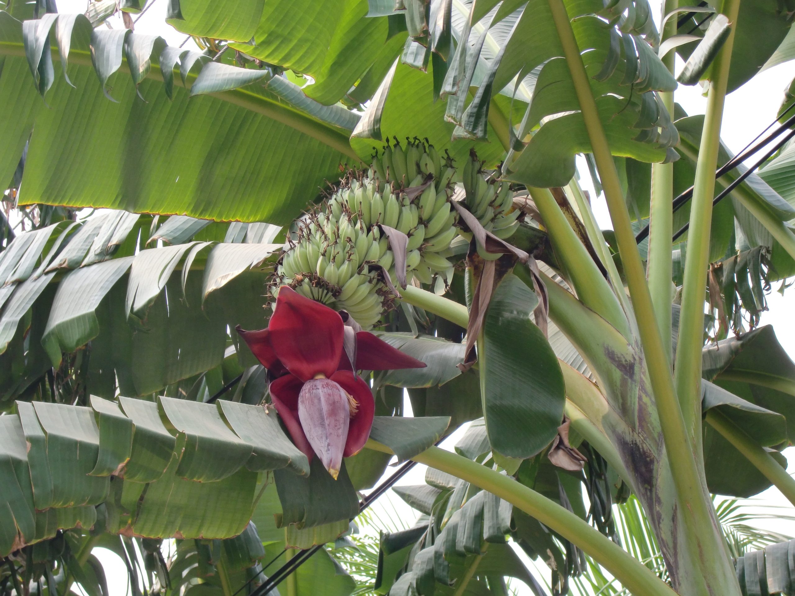 Banana Plant: How to Grow Musa Acuminata Tropical Tree
