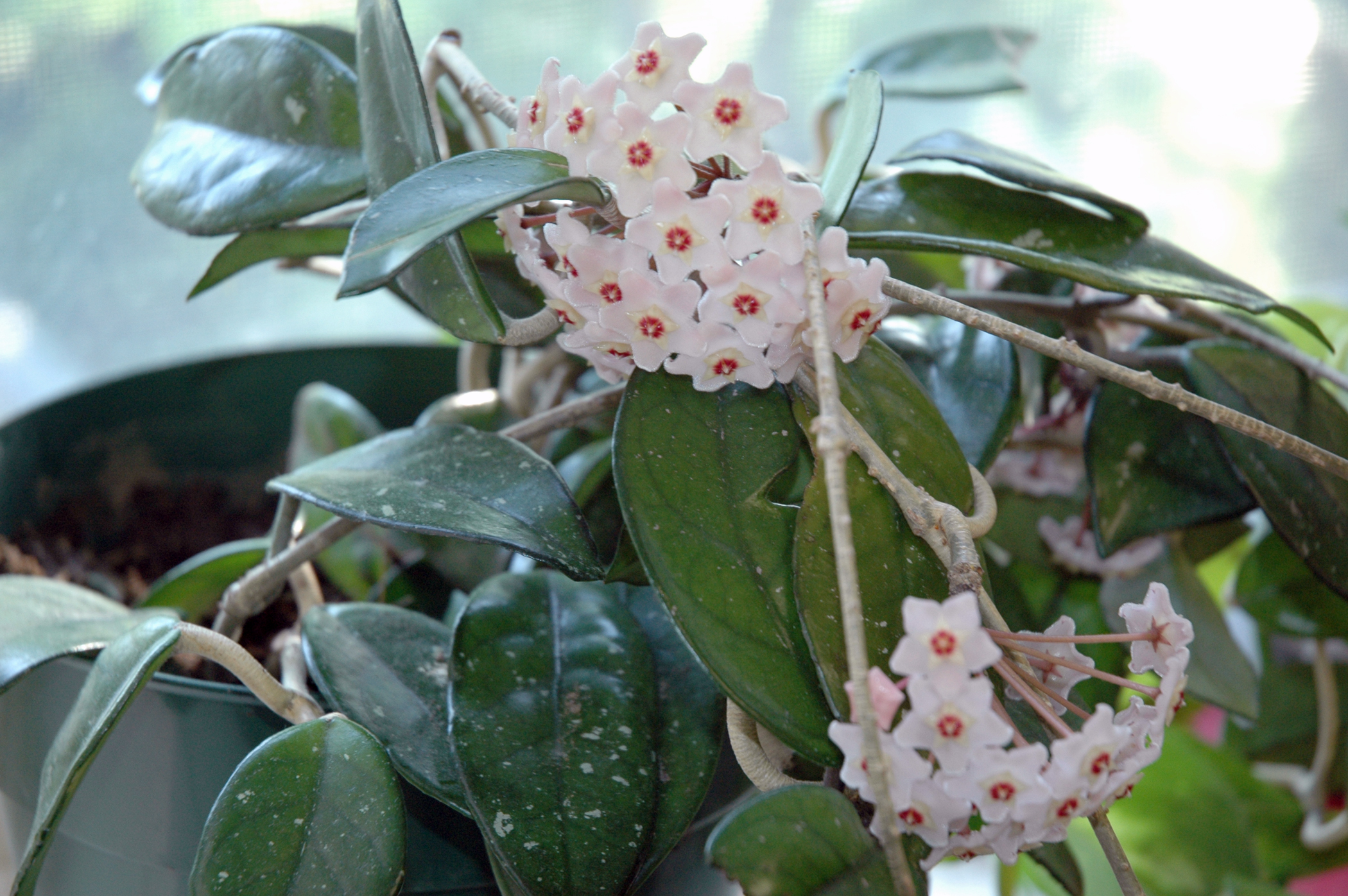 Hoya carnosa: flor de cera fácil y muy perfumada